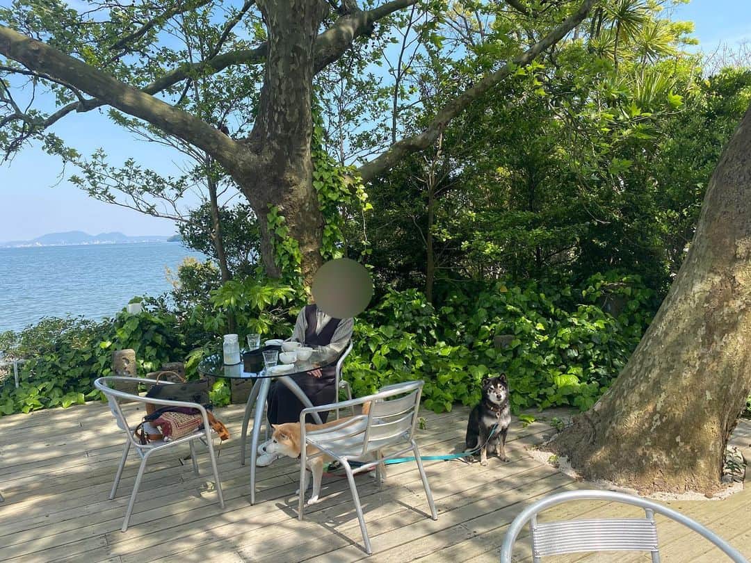 がんちゃんさんのインスタグラム写真 - (がんちゃんInstagram)「湖畔にある喫茶店はテラス席犬連れOK！母とランチしてきました。湖からの風に、大きな木に囲まれているので木陰がとても気持ちよく、ランチも美味しかったです！ #犬連れランチ #ミセスマーチン #ハンバーグ」5月2日 20時36分 - kota2ann