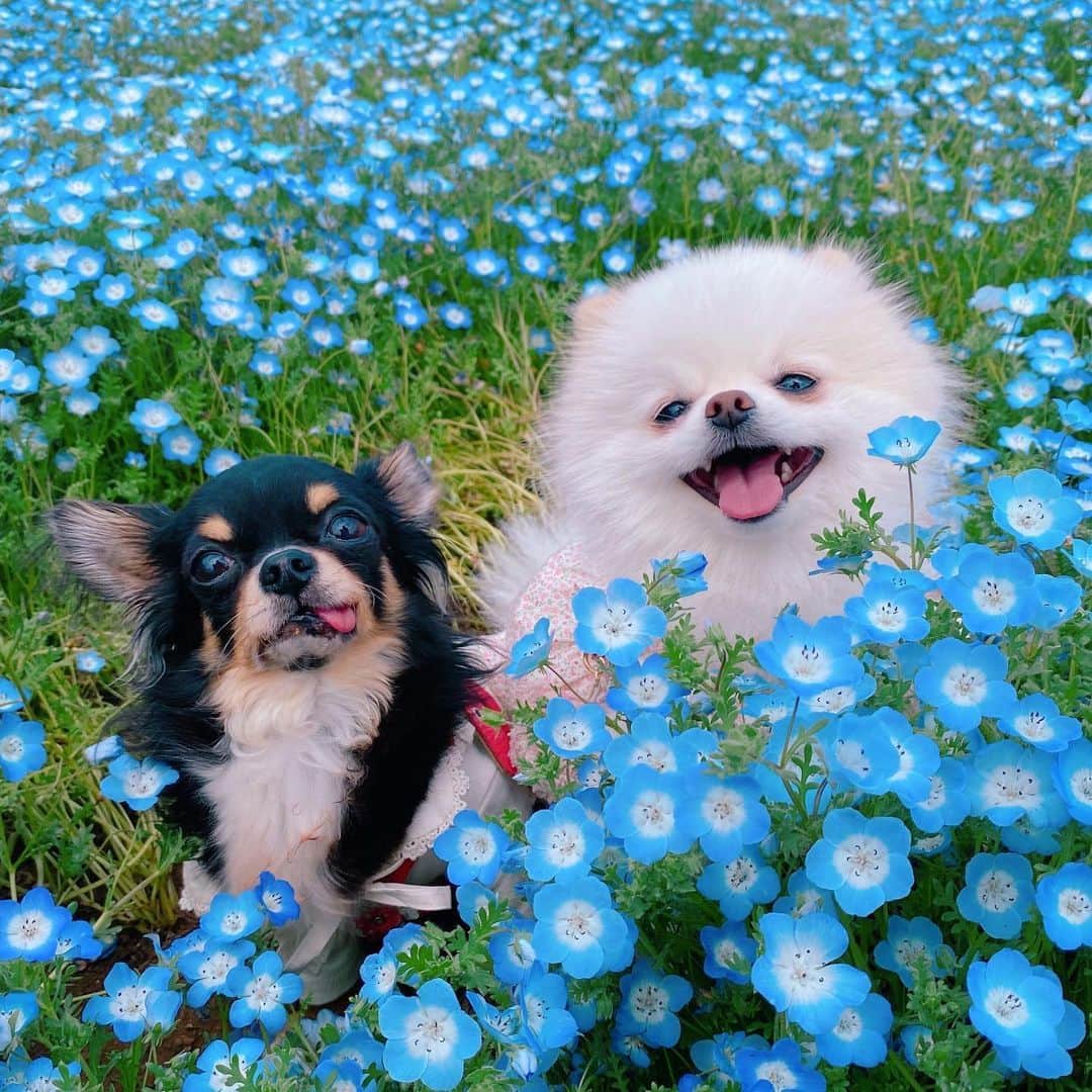 PECO いぬ部のインスタグラム