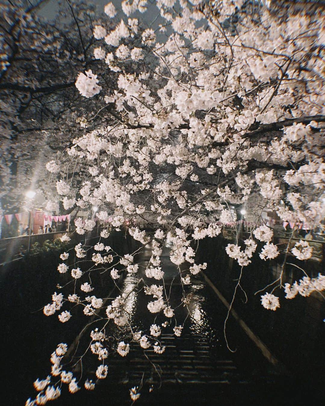 橋本香澄さんのインスタグラム写真 - (橋本香澄Instagram)「. 5月入ってたのに気付いて 焦って載せる人🦤🪷  4月の投稿追いついてないので たくさん載せます🗂️ﾍﾍ . #megurogawa #sakura #ohanami #cherryblossom #spring #japan」5月2日 20時53分 - _jasmine_tete_