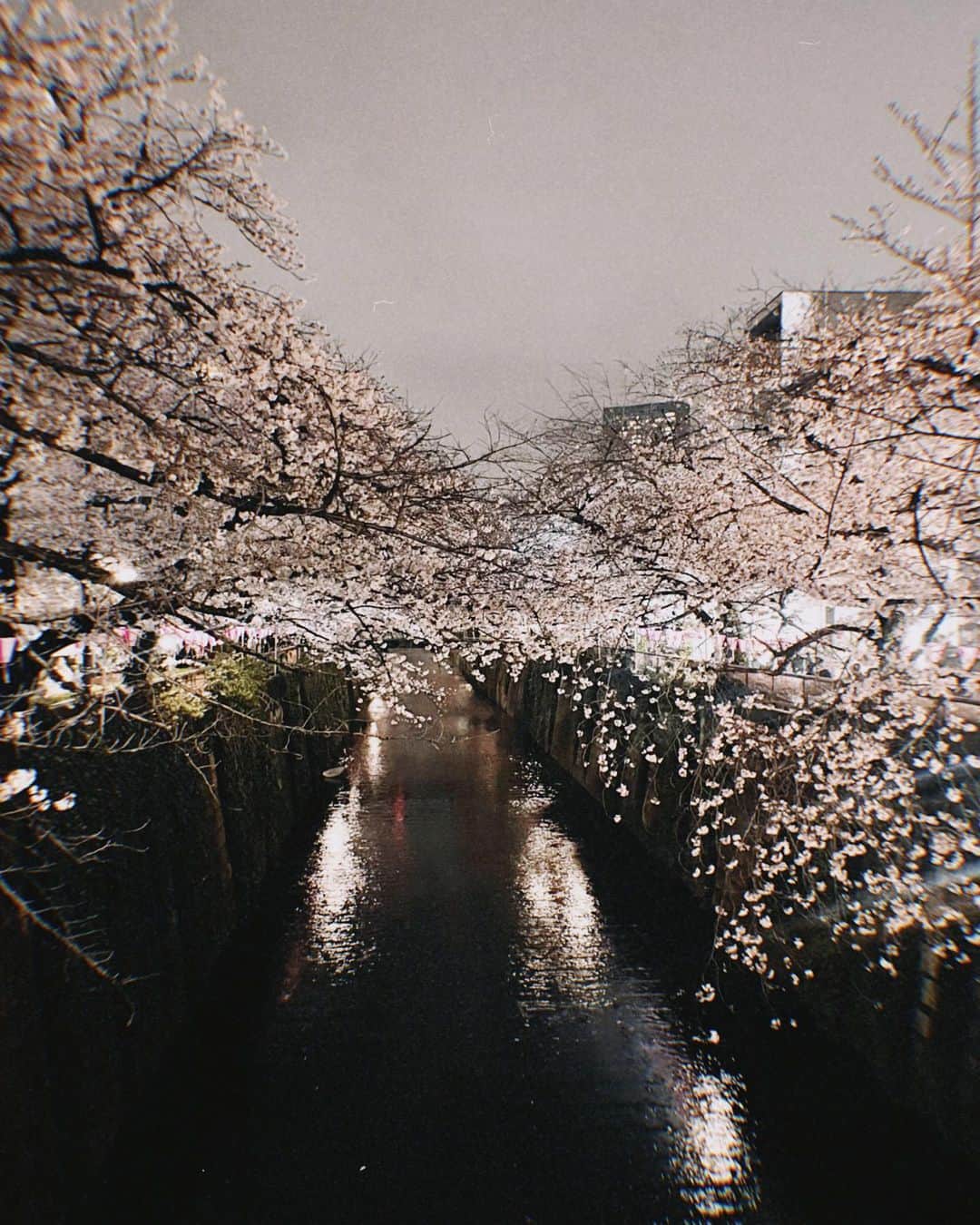 橋本香澄さんのインスタグラム写真 - (橋本香澄Instagram)「. 5月入ってたのに気付いて 焦って載せる人🦤🪷  4月の投稿追いついてないので たくさん載せます🗂️ﾍﾍ . #megurogawa #sakura #ohanami #cherryblossom #spring #japan」5月2日 20時53分 - _jasmine_tete_