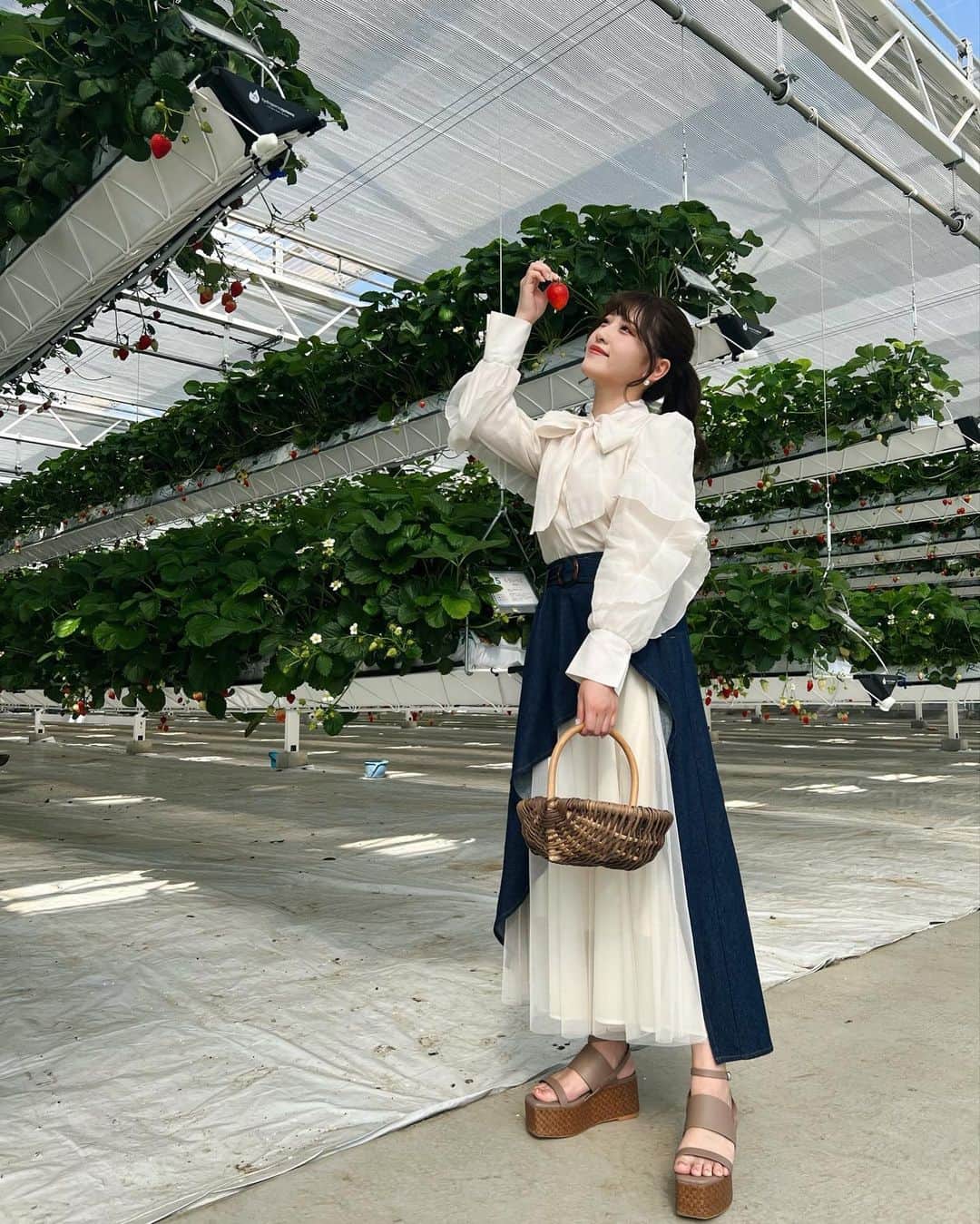 宇佐神星（きらり）さんのインスタグラム写真 - (宇佐神星（きらり）Instagram)「10品種食べ比べができるいちご狩りへ🍓  ぴかぴか大粒ないちごでお腹が満たされて、 幸せいっぱいでした🥰  みんなはGW何する予定？？🫧」5月2日 21時07分 - kirari_usami