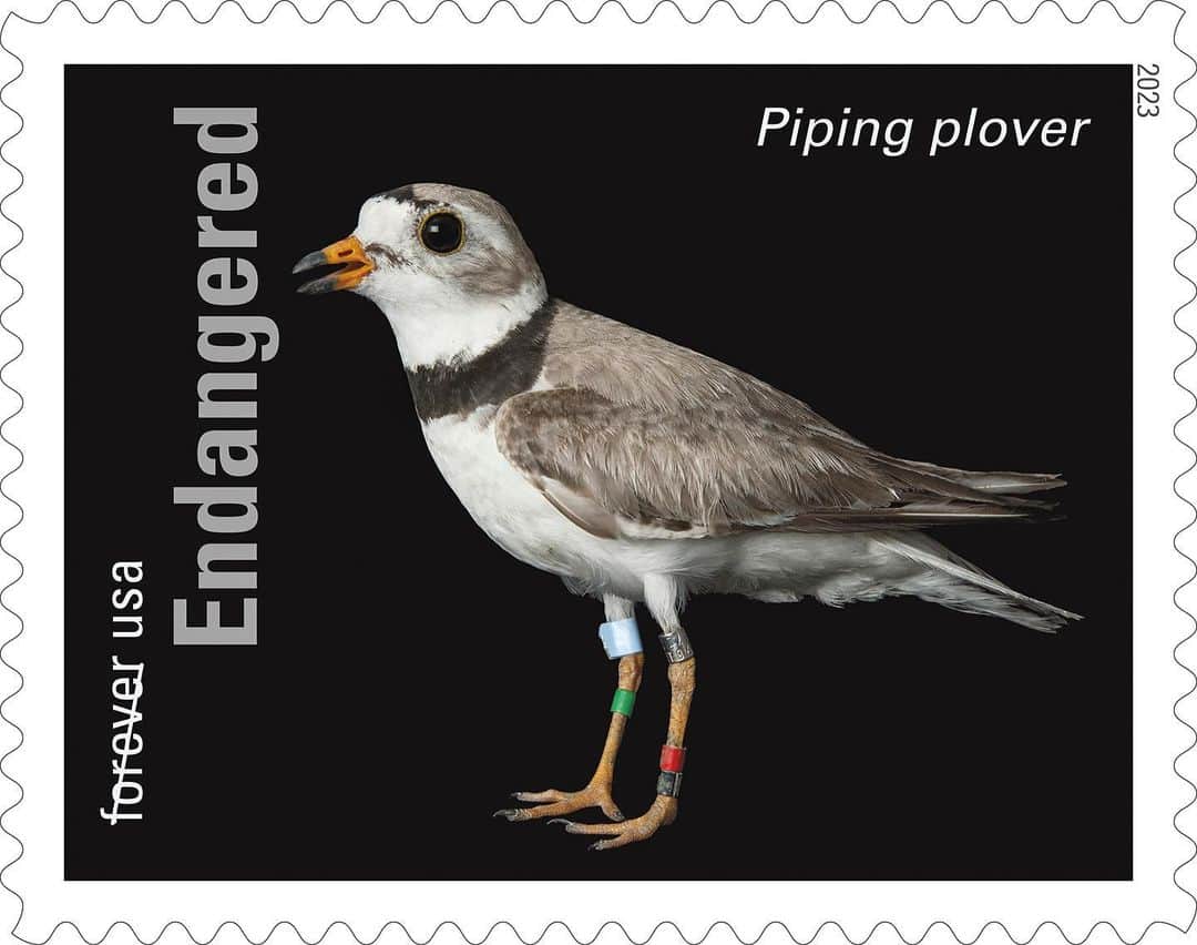 Joel Sartoreさんのインスタグラム写真 - (Joel SartoreInstagram)「In 2001, the population of piping plovers in North America was estimated to be less than 6,000 breeding adults. Especially endangered in the Great Lakes area and along the Atlantic coastline, these shorebirds nest in open stretches of sand and gravel. Unfortunately, its nesting spots often include busy beaches, roadsides, and even active gravel mines. Conservation programs since the 1990s have helped the population climb to around 8,000 breeding adults, but we can all play a part in their continued recovery. When visiting the beach, minimize driving on the sand and keep pets on leash. These two behaviors help to greatly minimize habitat disturbance, giving the piping plover a better shot at survival.   #plover #pipingplover #shorebird #bird #animal #wildlife #photography #animalphotography #wildlifephotography #endangered #stamp #PhotoArk @insidenatgeo @uspostalservice」5月2日 21時13分 - joelsartore
