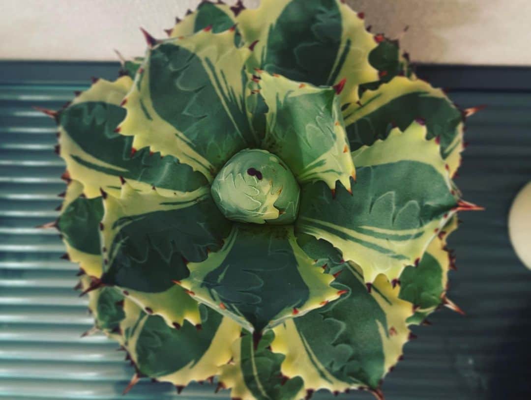 宮田麺児さんのインスタグラム写真 - (宮田麺児Instagram)「綺麗に育ってきた。  #アガベ #スナグルトゥース #アトミックゴールド」5月2日 21時15分 - miyatamenji