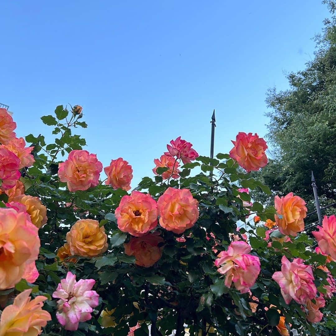 LINA（吉村リナ）のインスタグラム：「𝙒𝙝𝙖𝙩 𝙞𝙨 𝙢𝙚𝙖𝙣𝙩 𝙛𝙤𝙧 𝙮𝙤𝙪 𝙬𝙞𝙡𝙡 𝙛𝙞𝙣𝙙 𝙮𝙤𝙪 𝙞𝙣 𝙞𝙩𝙨 𝙧𝙞𝙜𝙝𝙩 𝙩𝙞𝙢𝙞𝙣𝙜.  本来あなたの元にあるべき存在は そのベストなタイミングであなたを見つけるでしょう。  𝙎𝙤 𝙠𝙚𝙚𝙥 𝙮𝙤𝙪𝙧 𝙝𝙚𝙖𝙧𝙩 𝙤𝙥𝙚𝙣 𝙖𝙣𝙙 𝙙𝙤𝙣’𝙩 𝙝𝙚𝙨𝙞𝙩𝙖𝙩𝙚 𝙛𝙤𝙧 𝙜𝙞𝙫𝙞𝙣𝙜 𝙪𝙣𝙘𝙤𝙣𝙙𝙞𝙩𝙞𝙤𝙣𝙖𝙡𝙡𝙮.   だから恐れずに、心の扉を開けていて。 無条件に与えつづけているあなたが 無条件に受け取るべきミラクルを 必ず受け取るタイミングがくるから🕊  #reminderforyoursoul」