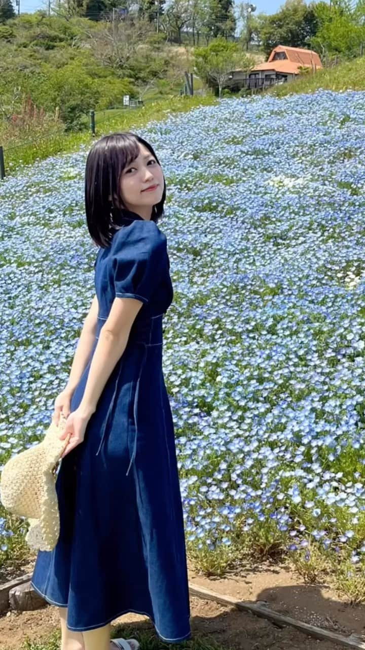 中村歩加のインスタグラム：「ネモフィラ畑に行きました🌸！ ずっと見に行きたかったのです、念願叶ってネモフィラを見れて嬉しかったしめちゃくちゃ綺麗だった…🥹🫶  ネモフィラの花言葉は、 どこでも成功、可憐、あなたを許す、なんだって🌸 ネモフィラみたいなオンナになりたい  #マザー牧場 #ネモフィラ #ネモフィラ祭り #お花見 #お花畑 #お花見コーデ #お花見スポット #ネモフィラ畑 #ootd #コーデ #私服コーデ #ワンピースコーデ #ワンピース #f #fyp #ミディアムヘア」