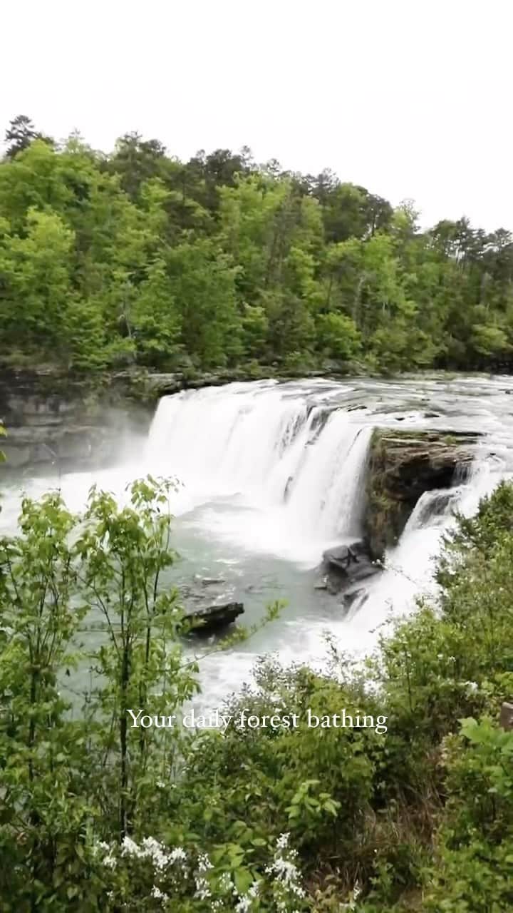 FOLKのインスタグラム：「I grew up in the country so I take it for granted. The grounding and the calm that come from time in nature is something that we could all have more of. On my travels I’ve been seeking out these moments. I thought I’d start sharing them here. This was at a waterfall in north eastern Alabama over the weekend. A few yards off the highway it felt like an endless stretch into the forests. #forestbathing #nature #liveauthentic」