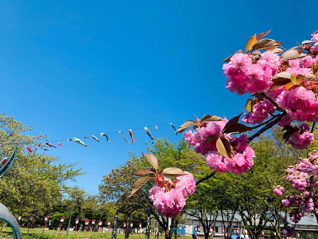 稲葉千秋さんのインスタグラム写真 - (稲葉千秋Instagram)「🎏  もうすぐこどもの日🎵  今日は野辺地町の愛宕公園へ 取材に行ってきました！  入ってすぐに濃いピンクの八重桜が 目に飛び込んできてうっとり🥰  きょうは気持ちよく晴れていたので 青空と海がとっても鮮やかで美しい✨  地元の方の寄付で集められたという こいのぼりが150匹も！！ 風に乗って優雅に泳いでいました🎏  誰も来ないな〜と困っていたら、 地元の元気いっぱいな小学生たちが 生活の授業でたまたま来てくれて感激🥺✨  遊んでいる様子を撮影させてもらっていたら、  「先生何さ〜い？」 「これテレビに映るの〜？」 「お姉さんこのタンポポあげる〜」 「ねーねーすべり台で遊ぼ〜」  とかとか・・・ 私は聖徳太子なのか？と 突っ込みたくなるほど 同時にいろんな子が話しかけてくれました😂  一時でも人気者になれて嬉しい反面、 世の中の保育士さんや先生たち、 お父さんお母さんを心から尊敬しました😁 こどもたちのエネルギーってすごい！  心に残る取材になりました☺️💗  #野辺地町 #愛宕公園  #愛宕公園の鯉のぼり  #こいのぼり #八重桜 #タンポポ  #ほっこり #稲葉千秋」5月2日 21時57分 - chakey_15