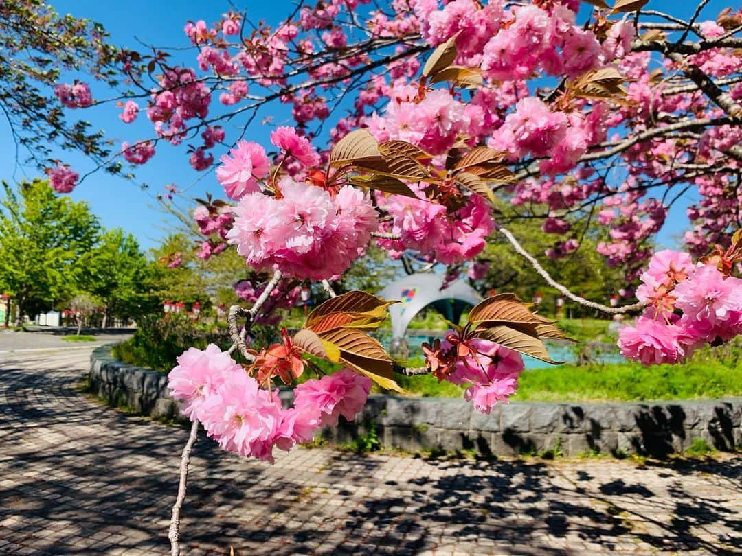 稲葉千秋のインスタグラム：「🎏  もうすぐこどもの日🎵  今日は野辺地町の愛宕公園へ 取材に行ってきました！  入ってすぐに濃いピンクの八重桜が 目に飛び込んできてうっとり🥰  きょうは気持ちよく晴れていたので 青空と海がとっても鮮やかで美しい✨  地元の方の寄付で集められたという こいのぼりが150匹も！！ 風に乗って優雅に泳いでいました🎏  誰も来ないな〜と困っていたら、 地元の元気いっぱいな小学生たちが 生活の授業でたまたま来てくれて感激🥺✨  遊んでいる様子を撮影させてもらっていたら、  「先生何さ〜い？」 「これテレビに映るの〜？」 「お姉さんこのタンポポあげる〜」 「ねーねーすべり台で遊ぼ〜」  とかとか・・・ 私は聖徳太子なのか？と 突っ込みたくなるほど 同時にいろんな子が話しかけてくれました😂  一時でも人気者になれて嬉しい反面、 世の中の保育士さんや先生たち、 お父さんお母さんを心から尊敬しました😁 こどもたちのエネルギーってすごい！  心に残る取材になりました☺️💗  #野辺地町 #愛宕公園  #愛宕公園の鯉のぼり  #こいのぼり #八重桜 #タンポポ  #ほっこり #稲葉千秋」