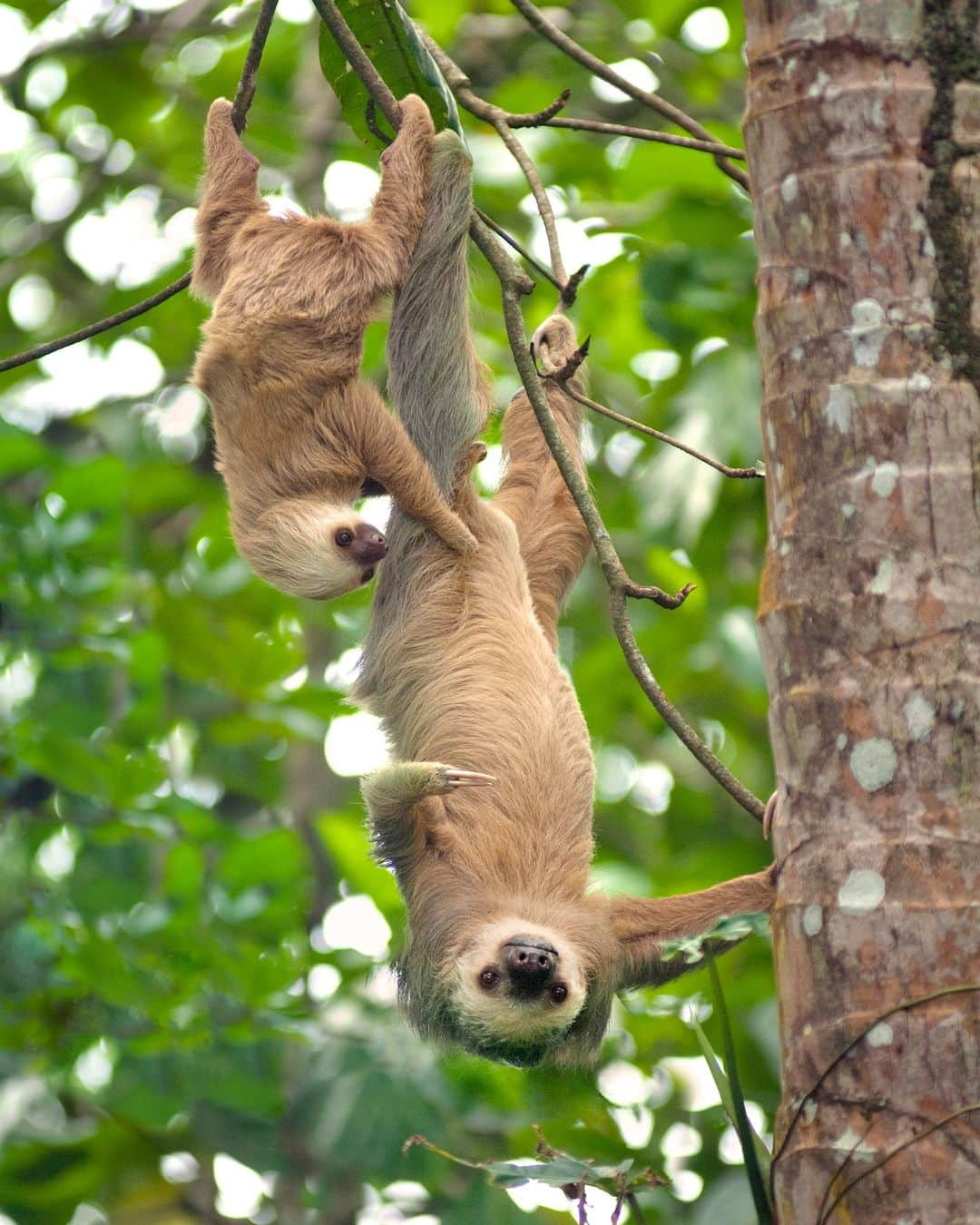 アニマルプラネットさんのインスタグラム写真 - (アニマルプラネットInstagram)「A two-toed sloth with their baby in Costa Rica 🦥  Photo by John Coletti  #Wildlife #WildlifePhotography #CostaRica #Sloth #Animals」5月2日 22時00分 - animalplanet