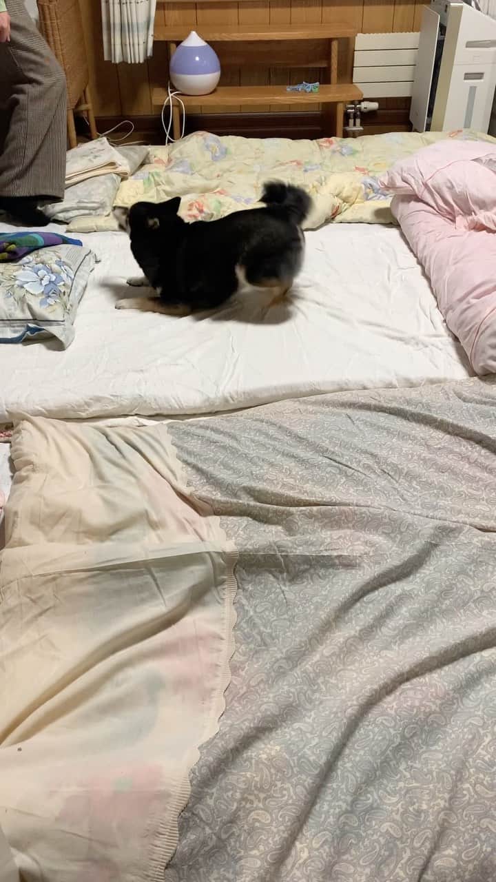 吾子のインスタグラム：「・ ・ ・ ・ ・ ハイテンションアコ🐶💕 ・ そこにフカフカな物がある限り🐶💕🛏️ あこわんは走るわんよ🐕 ・ ふかふか柴ワンあるある🐶💕 ・ ・ ・ ・ ・ ・ ・ ・ ・ ・ ・ ・ ・ ・ ・ ・ ・ ・ ・ ・ ・ ・ ・ ・ ・ ・ #まだ若いなあー💁🏻‍♀️ #元気でなにより #sapporo  ・ 北海道の柴犬 #柴北会 の皆ワン🐶お散歩ドロドロになるけどちゃんと足洗おうねー ・ #adorable #instadog#shibainu#dog#柴犬ライフ #instashiba#柴犬マニア #9gag #barked #kuroshiba#socute #cutedog#いぬのきもち #黒柴 #dogstagram_japan」