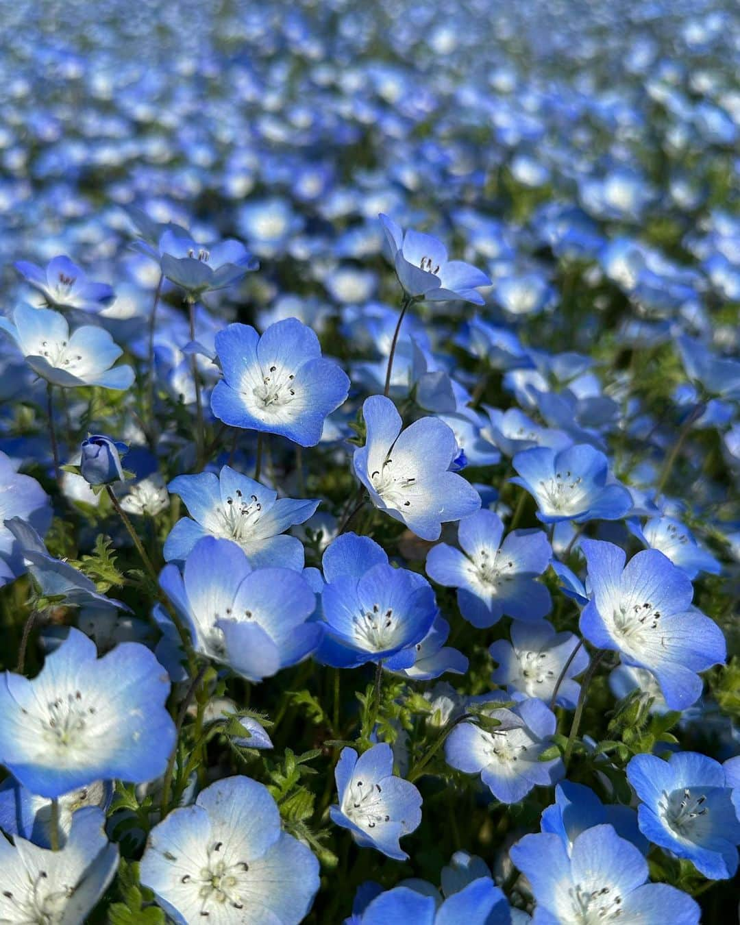 有末麻祐子さんのインスタグラム写真 - (有末麻祐子Instagram)「旦那さんの家族とみんなでひたちなか公園に行った時に💙 天気が良くてネモフィラちゃん 綺麗でした！」5月2日 23時46分 - mayukoarisue