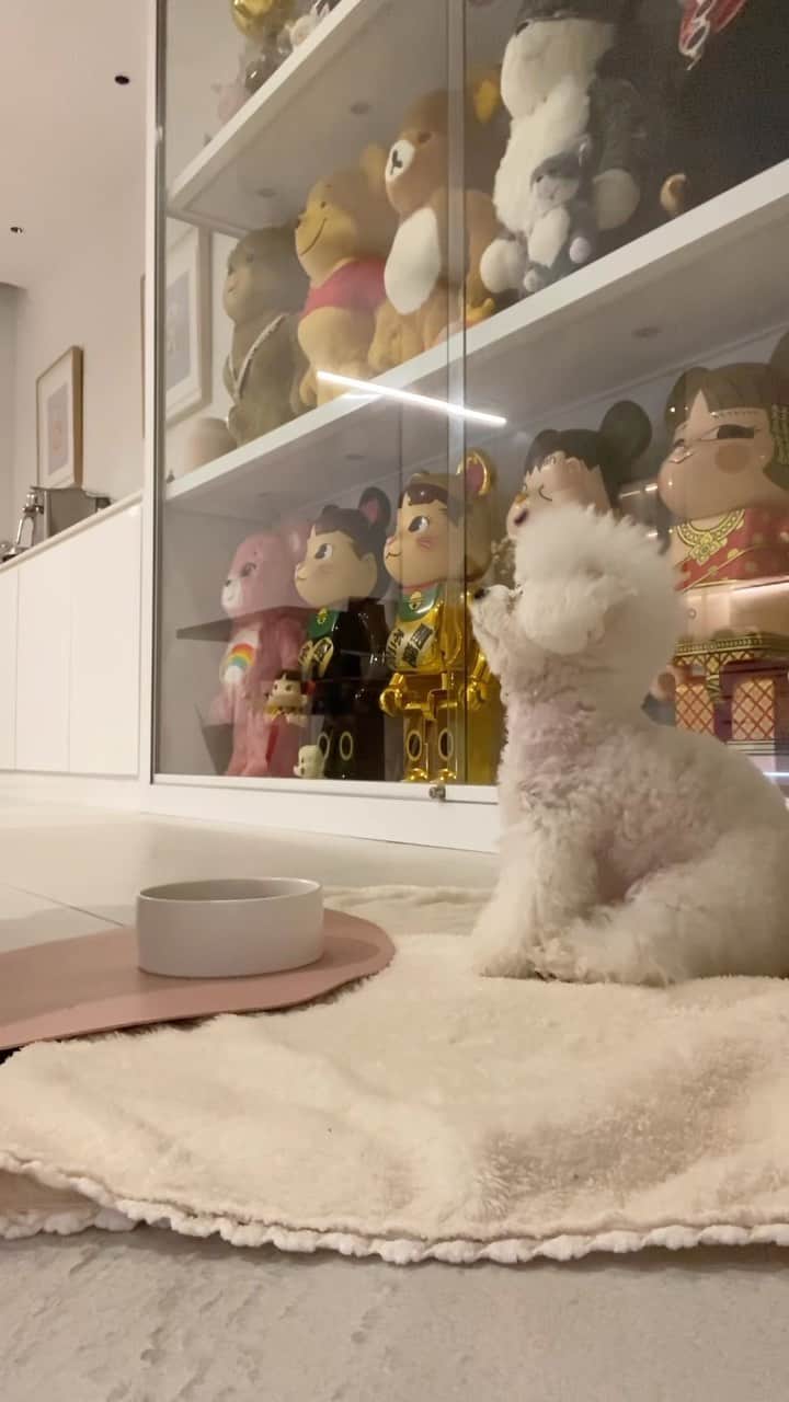 GYEON SEOのインスタグラム：「_* If only there’s genie, I’d make a  wish that oou could speak 🥺 . . รู้เรื่องทุกอย่าง ยกเว้นพูดไม่ได้ 🐶 @oou.memo」