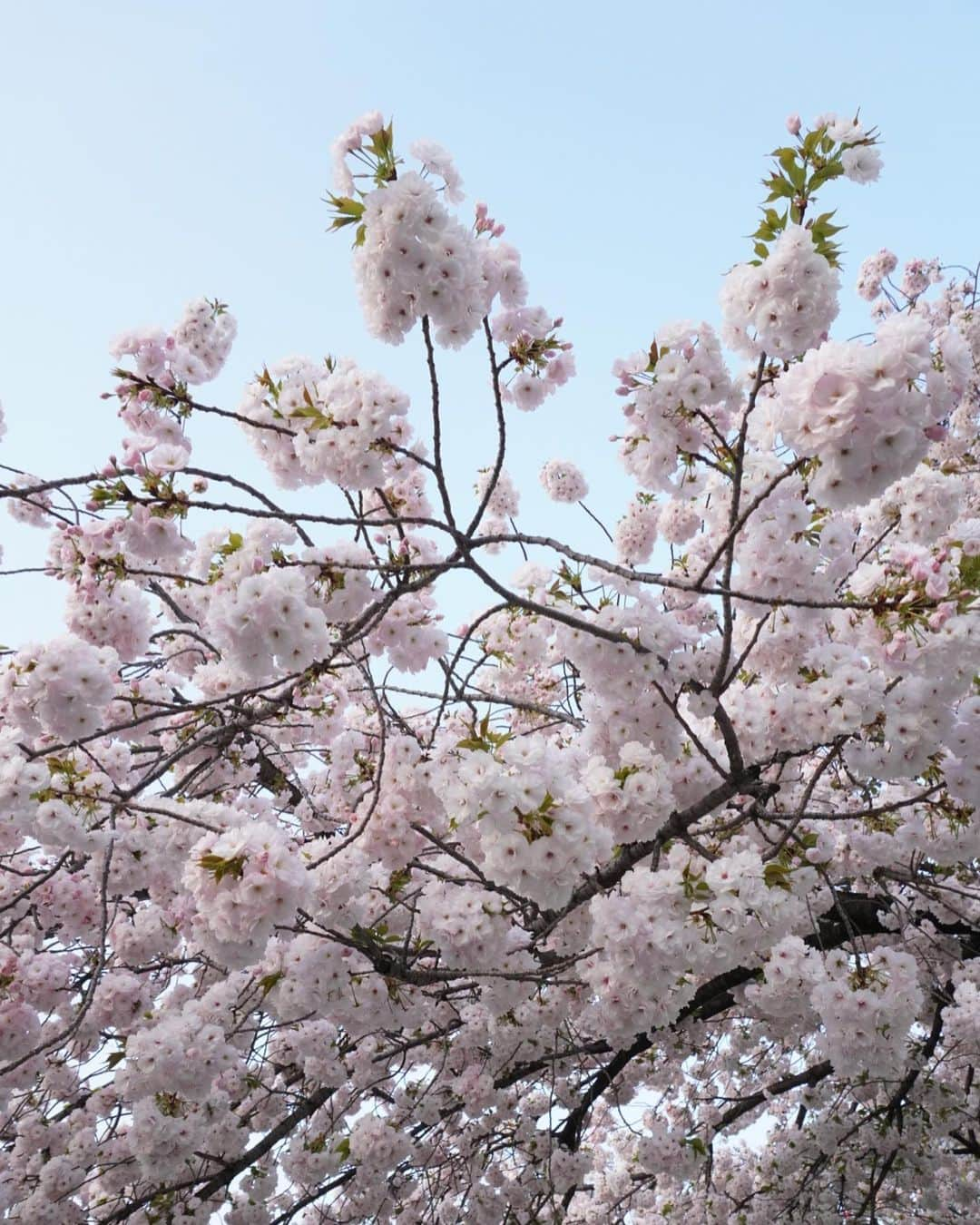 大峰ユリホさんのインスタグラム写真 - (大峰ユリホInstagram)「🌸」5月3日 0時01分 - lespros_yuriho