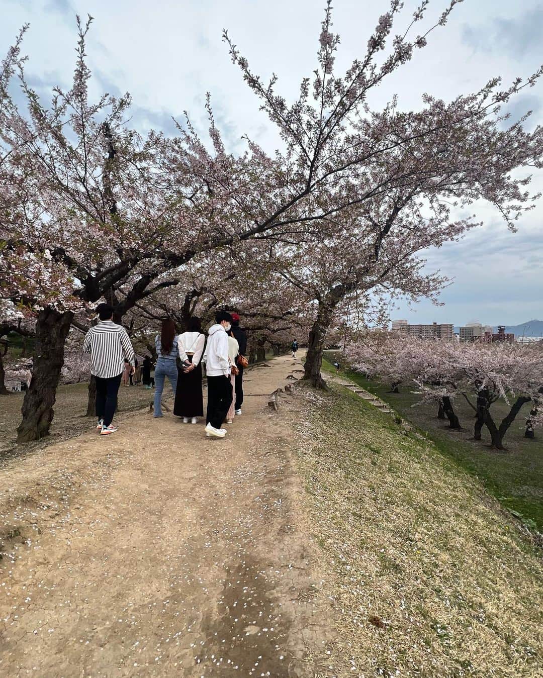 日下裕江さんのインスタグラム写真 - (日下裕江Instagram)「コロナ以前ぶりの函館  祖母と母と3人で来た以来振り♪  でも、桜の時期に来たのは初めてだし、五稜郭公園を歩くのは初‼︎  五稜郭の桜がこんなに凄いなんて 初めて知りました😳🌸  例年より20日早い開花だったので、 少し散って❀.*･ﾟ 新緑が見えてましたが、  それでも五稜郭の桜の綺麗さは圧巻でした🌸  満開ぎっしりの時は どれほど凄いことだろうか…  満開時期にリベンジしたいです🌸  桜祭りをやっていて、 この時期はBBQ OKらしいです😳  東京ではあり得ないから 羨ましい🥺 ੭ੇʓ ੭ੇʓ  五稜郭の星型を彩る桜 次の投稿でupしますね♪  #五稜郭 #五稜郭公園 #五稜郭跡 #五稜郭桜 #桜祭 #函館 #北海道 #北海道旅行 #函館旅行 #函館観光 #土方歳三」5月3日 0時15分 - hiroe___h