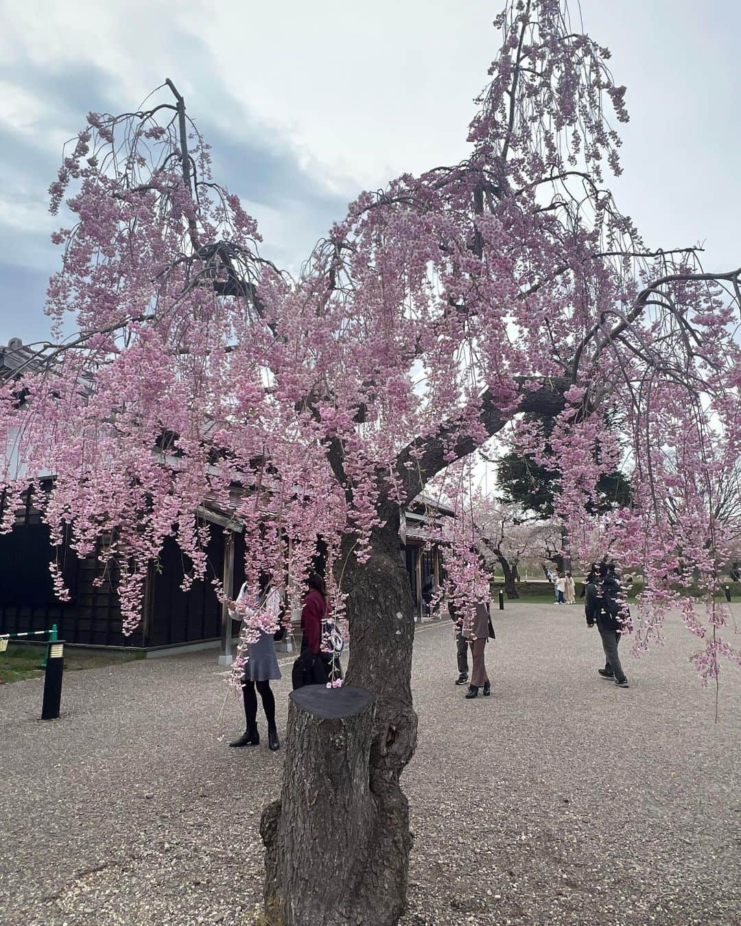 日下裕江さんのインスタグラム写真 - (日下裕江Instagram)「コロナ以前ぶりの函館  祖母と母と3人で来た以来振り♪  でも、桜の時期に来たのは初めてだし、五稜郭公園を歩くのは初‼︎  五稜郭の桜がこんなに凄いなんて 初めて知りました😳🌸  例年より20日早い開花だったので、 少し散って❀.*･ﾟ 新緑が見えてましたが、  それでも五稜郭の桜の綺麗さは圧巻でした🌸  満開ぎっしりの時は どれほど凄いことだろうか…  満開時期にリベンジしたいです🌸  桜祭りをやっていて、 この時期はBBQ OKらしいです😳  東京ではあり得ないから 羨ましい🥺 ੭ੇʓ ੭ੇʓ  五稜郭の星型を彩る桜 次の投稿でupしますね♪  #五稜郭 #五稜郭公園 #五稜郭跡 #五稜郭桜 #桜祭 #函館 #北海道 #北海道旅行 #函館旅行 #函館観光 #土方歳三」5月3日 0時15分 - hiroe___h