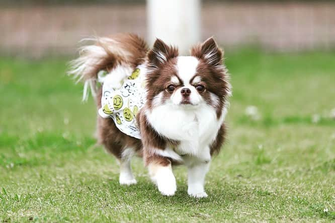 犬小屋??のインスタグラム：「ドッグランでのふしぎちゃん❤️ めっちゃ可愛い😍  #chihuahus #chihuahualife  #canon #canon_photos  #チワワ #チワワ多頭飼い  #チョコホワイトチワワ #ちわすたぐらむ  #ちわわ大好き  #ふしぎすたぐらむ  #ファインダー越しの私の世界  #ドッグラン」