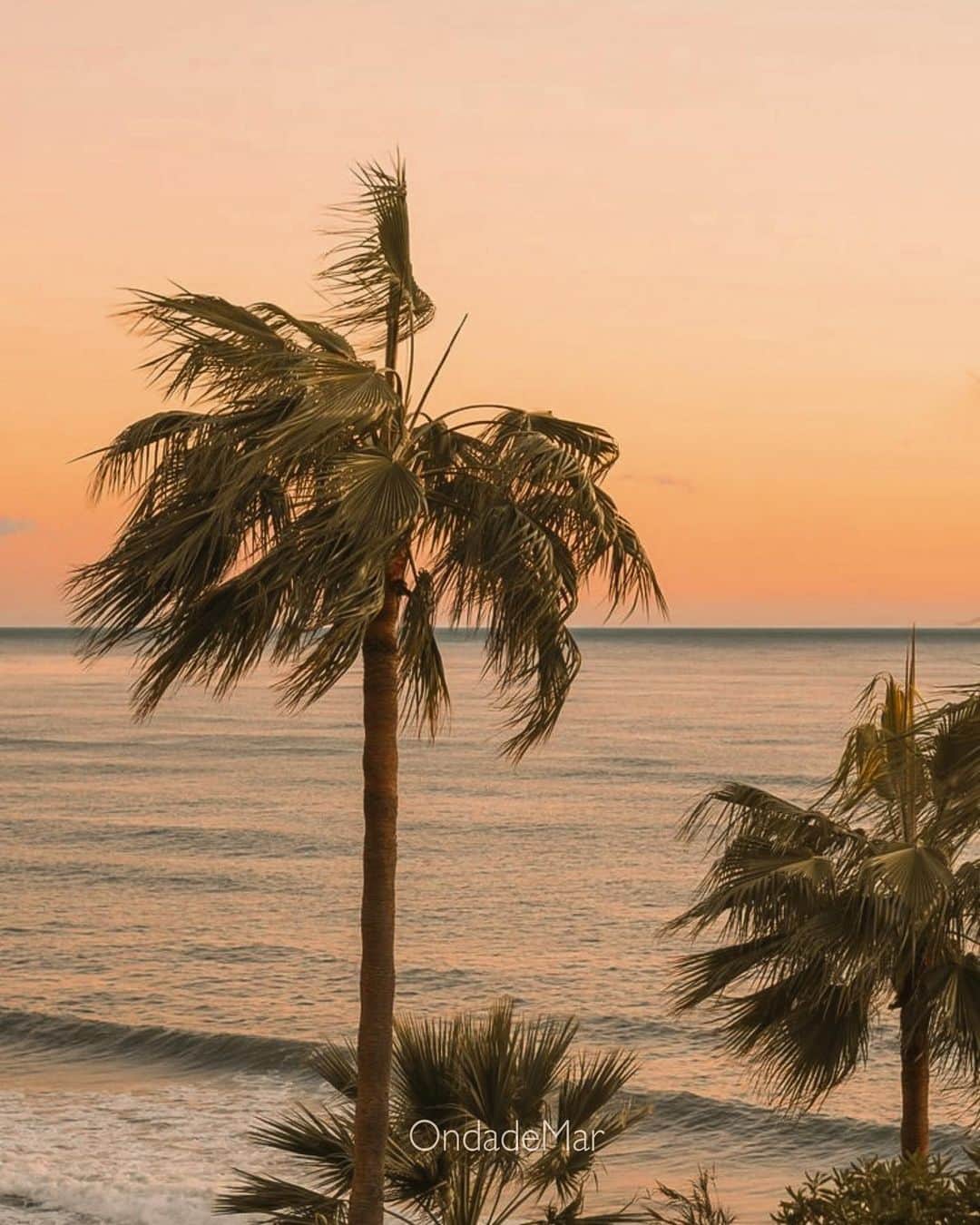 オンダデマーのインスタグラム：「We have a new website for purchases in the USA and its surroundings🥳👇🏼  OndadeMar.com  #medialuna #newarrivals #ondademar」