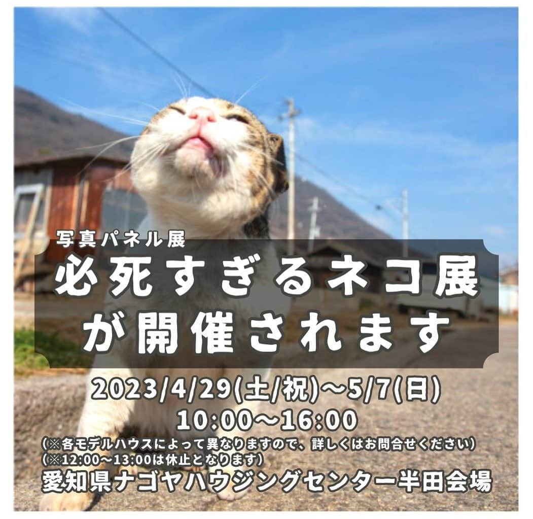 Masayukiさんのインスタグラム写真 - (MasayukiInstagram)「【愛知県半田市　写真展のお知らせ】  ＼2023年4月29日〜5月7日 必死すぎるネコ展が開催されます／  🏘️ナゴヤハウジングセンター 半田会場 （愛知県半田市榎下町7） 🕓時間：10:00~16:00 （※12:00~13:00までは休止）  皆さん、ぜひ遊びにきてくださいね🐈  #cat #ねこ」5月3日 10時44分 - okirakuoki