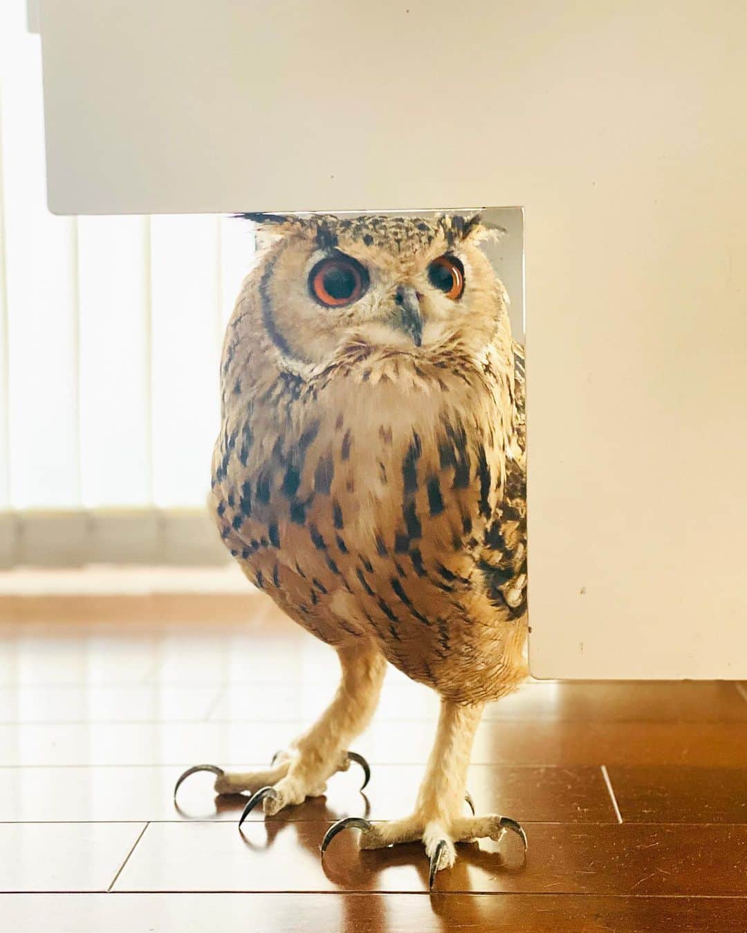 GEN3 Owlのインスタグラム：「もういいかい？まだほっほ。 @genz64 Hide and seek.  #owl #owlgaru #フクロウ」