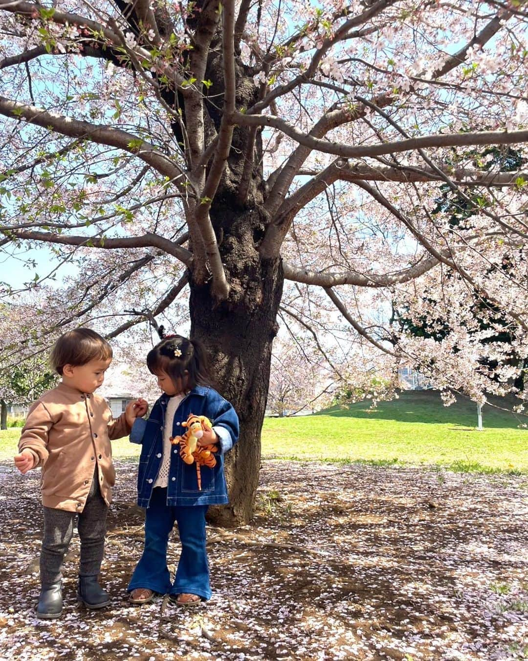 山本夢さんのインスタグラム写真 - (山本夢Instagram)「.  5月！ ゴールデンウィークやのに 今更やけど 下書きに保存だけして 満足してた笑 今年唯一出来た きゃわわズ達との お花見投稿🌸  桜は美しいまま散るから 良いですねって。 確かに。 その儚さもまた 良いのかなぁ。  来年もまたこうして 好きな人達と一緒に 好きな桜見たい。  #桜 #お花見 #の投稿を5月にする #世間はゴールデンウィーク  #gw」5月3日 11時15分 - yume_yamamoto_ue