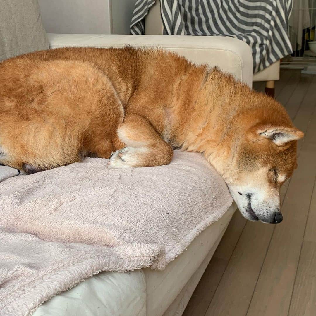 yu matsuのインスタグラム：「そらさん落ちないでね #そらじい #1日20時間睡眠 #長生きしてね」