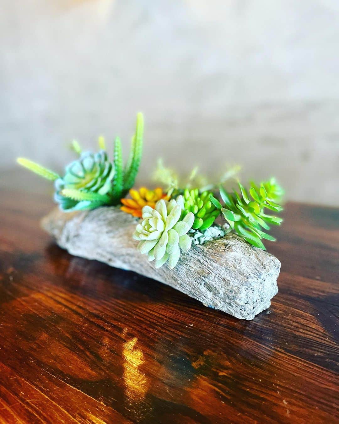 村主章枝さんのインスタグラム写真 - (村主章枝Instagram)「Cute cactus 🌵 plant.  サボテン🌵 #植物のある暮らし  #livingwithplants」5月3日 3時59分 - fumie.suguri