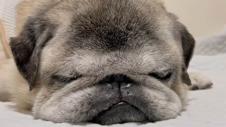 八兵衛のインスタグラム：「Hello May🌿 May2,2023 * * ごーるでんうぃーく たくさんねるの。 * * #何も起きません #ただただ寝息サウンドを聴きたい方への動画 #イヤフォン推奨   #ほぼ黒パグ #おじいちゃん犬 #16歳7か月  #pug #puggy #puglife #puglove #petstagram #pugstagram #pugsofinstagram #pugs #dog #八兵衛 #はちべえ」