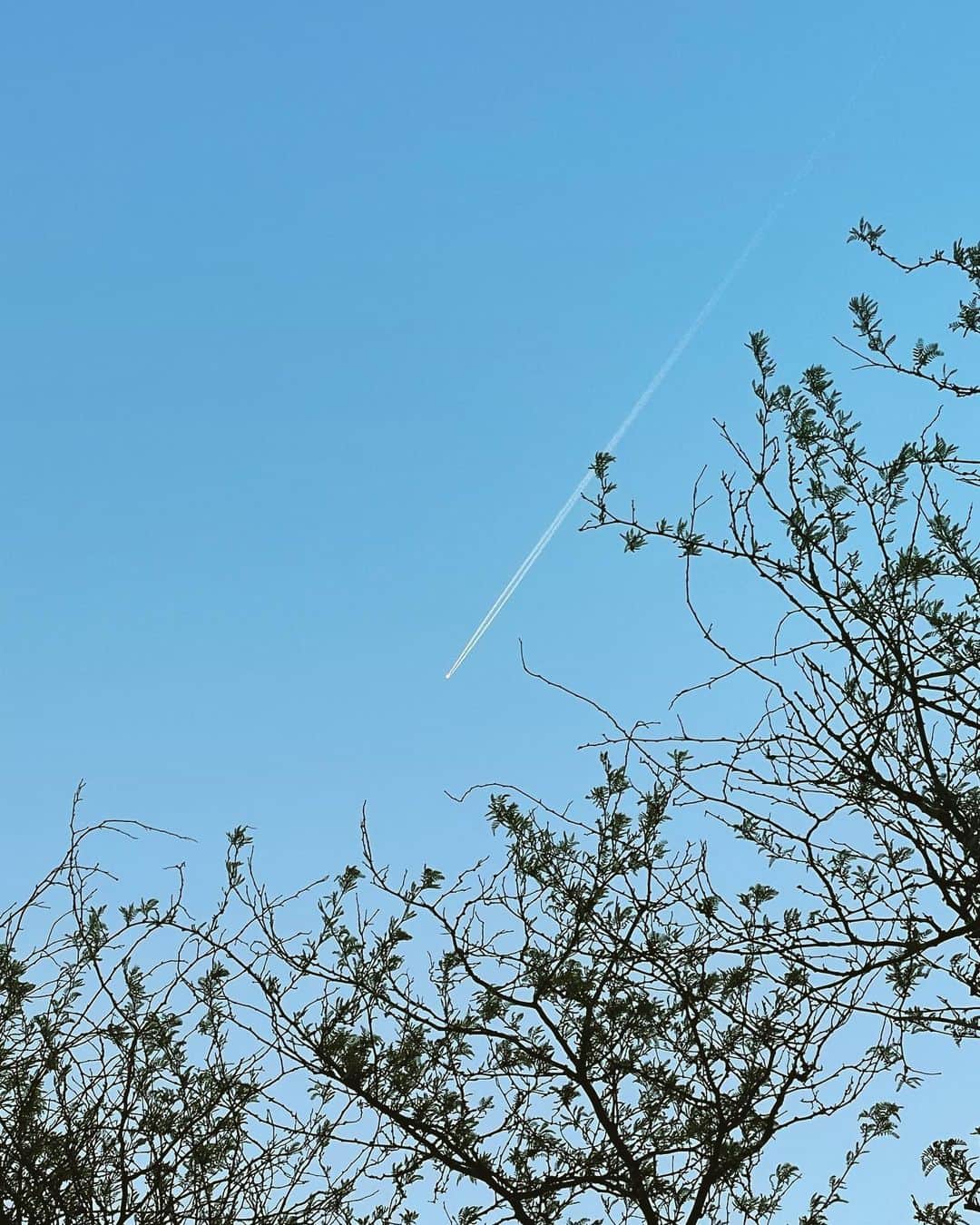 猫沢エミのグルメインスタ