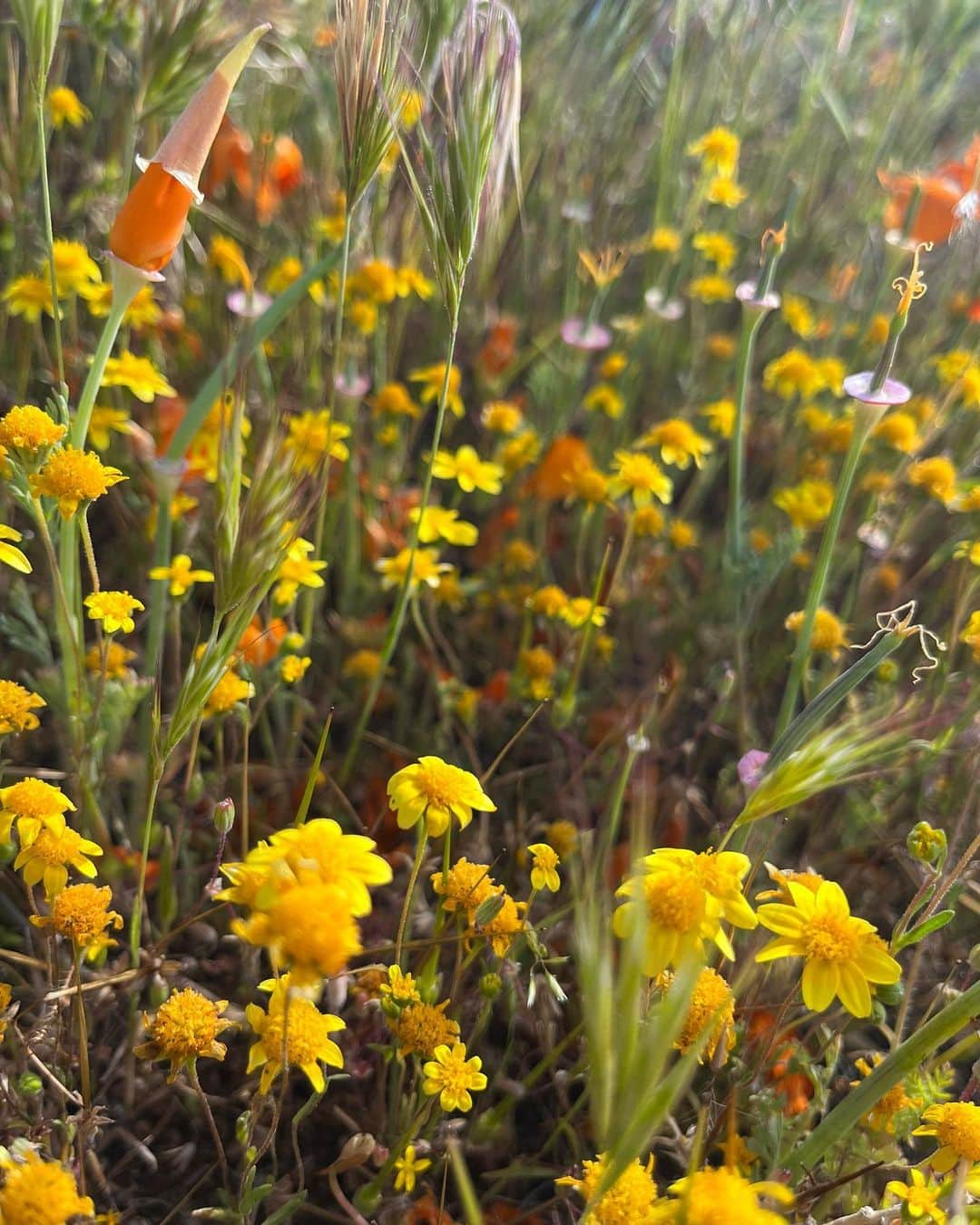 カテリーナ・スコーソンさんのインスタグラム写真 - (カテリーナ・スコーソンInstagram)「California, you Beauty.💛」5月3日 4時30分 - caterinascorsone