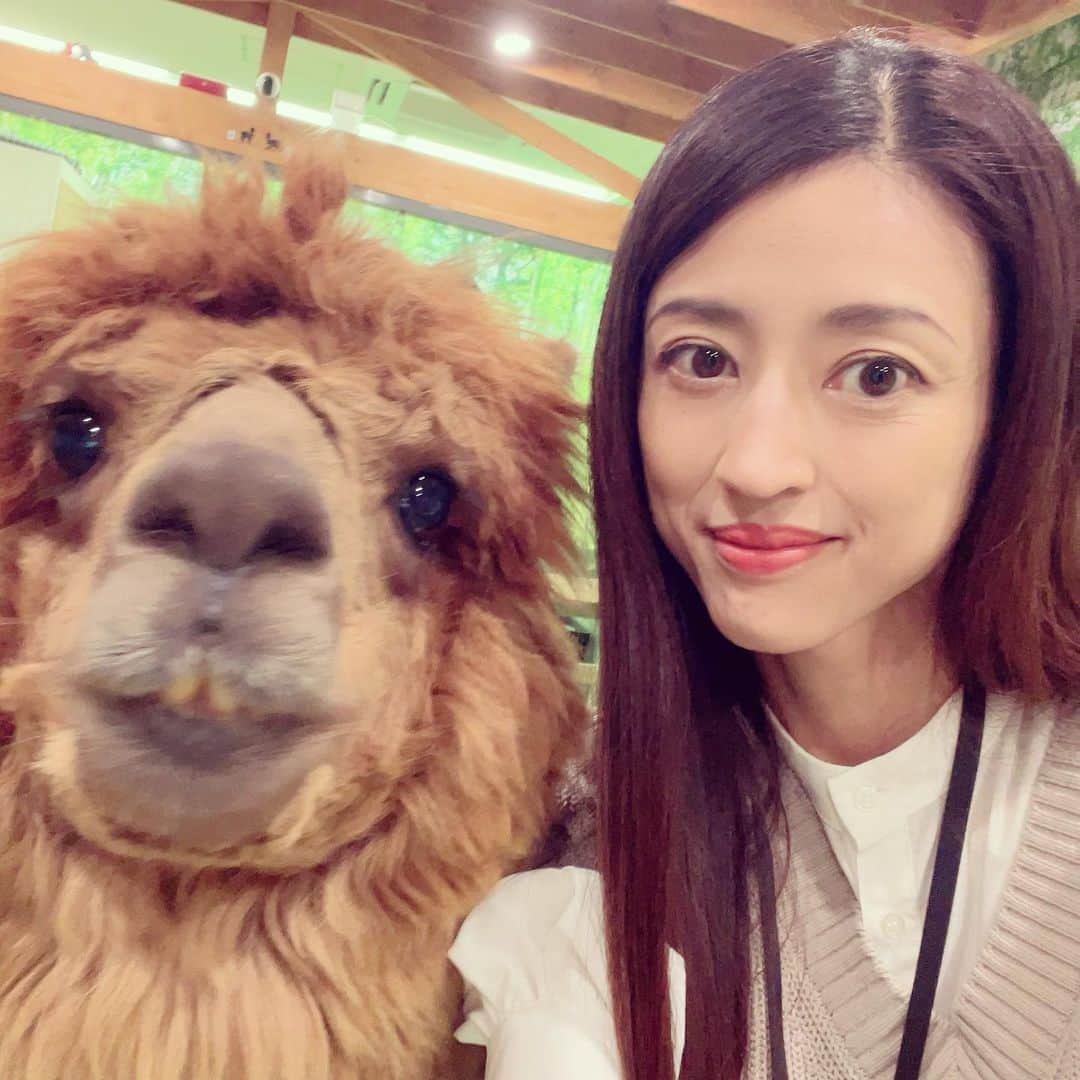 小沢真珠のインスタグラム：「アルパカが大好き。  #アルパカふれあいランド  #アルパカ #あかねちゃん #さつきちゃん #6歳#8歳#コズレ#ママリ#親バカ部#姉妹ママ#女の子ママ#sisters#instakids #🦙」