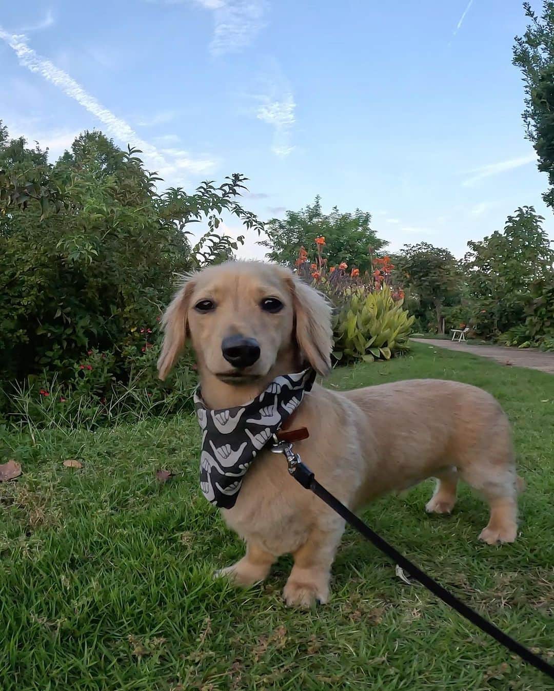 harunaさんのインスタグラム写真 - (harunaInstagram)「大好きな夏がクルゥゥ🌴 今年の夏こそGoProでかっこいいキャッシュの姿をおさめたい。。  #gopro映えしない犬 #キャッシュです  #gopro #goprojp  #goprohero11 @goprojp」5月3日 12時14分 - haruna_h_mori
