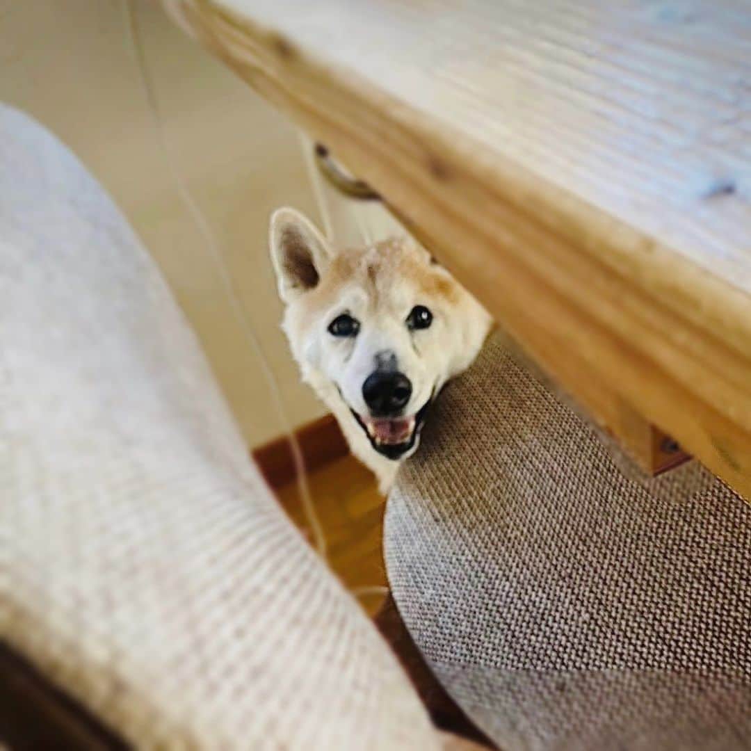 OKAのインスタグラム：「ひょっこり。  #どんべえもうすぐ17歳」
