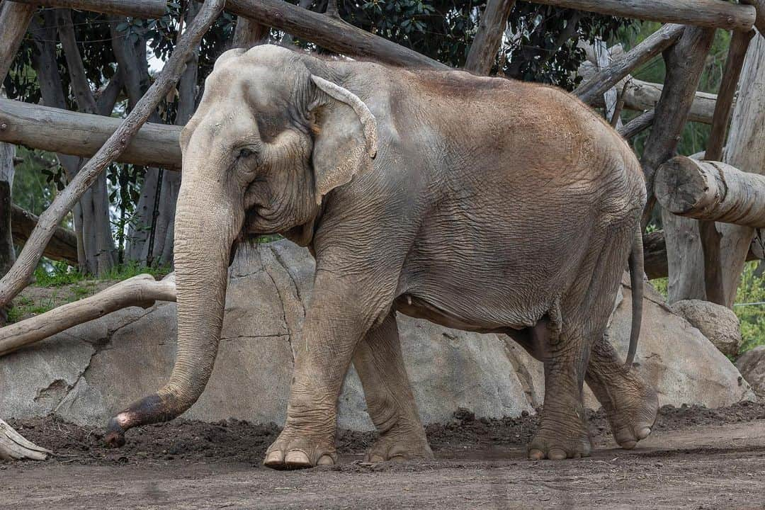 San Diego Zooさんのインスタグラム写真 - (San Diego ZooInstagram)「The San Diego Zoo family is heartbroken to share the passing of Mary, a geriatric Asian elephant. Mary had been under veterinary care, including hydrotherapy and physical therapy to alleviate age-related joint ailments for some time.   Unfortunately, despite these therapies, Mary’s mobility had declined, affecting her daily activity. After monitoring her closely and evaluating her quality of life, Mary’s health and care specialists made the difficult decision to compassionately euthanize her.   Mary arrived at the Zoo in the spring of 2009 from the Safari Park, where she had lived since 1980. At 59 years of age Mary has exceeded the average life expectancy of a female Asian elephant, which is 47 years old. During her time at the Zoo, she resided at the Elephant Odyssey habitat, featuring the Elephant Care Center, specially equipped to attend to the needs of elderly elephants.   She was described by wildlife care specialists as having a uniquely dominant personality but also a peaceful presence that was a comfort to other elephants. As an ambassador for her species, Mary helped educate guests on the difference between Asian and African elephants, the threats they face, and how we adapt our care for aging animals. Mary's physical therapy and palliative care also made her a relatable presence for humans experiencing similar ailments.   After Mary had passed, Shaba, who lived with Mary, had the opportunity to see her and make her goodbyes. Shaba will have her choice to socialize with neighboring elephants Nipho and Sundzu.   Mary’s gentle presence will be greatly missed. Please take a moment to offer your condolences to all who are feeling this loss. We thank you for your support during this difficult time.」5月3日 7時16分 - sandiegozoo