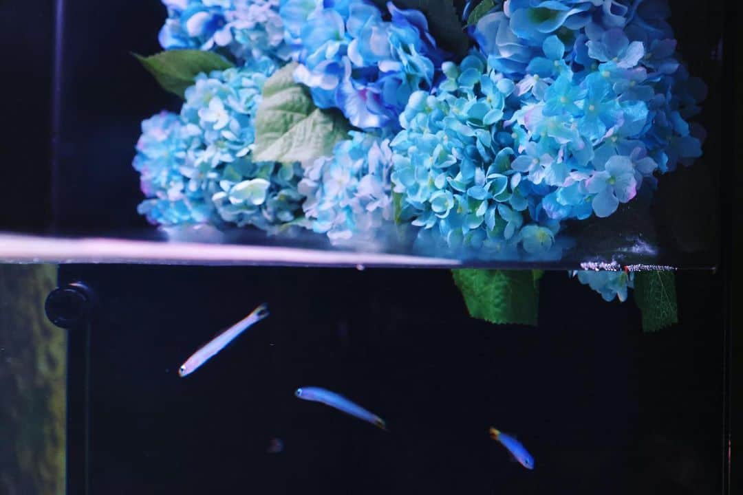 アクアパーク品川さんのインスタグラム写真 - (アクアパーク品川Instagram)「展示エリア「Marine Forest」🌱 水槽内では、花にちなんだ色とりどりの魚たちが可憐に泳ぎます🐠🌼  #NAKEDfloweraquarium #フラワーアクアリウム #絶景 #花 #flower #初夏 #イベント #GW #ゴールデンウィーク  #GW旅行  #マクセルアクアパーク品川 #MaxellAquaParkShinagawa #アクアパーク #aquapark #アクアパーク品川 #aquaparkshinagawa #水族館 #aquarium #水族館デート #デート #お出かけ #東京 #都内 #品川 #駅近 #東京観光 #屋内遊び場 #品川プリンスホテル #品プリ」5月3日 9時00分 - aquapark_official