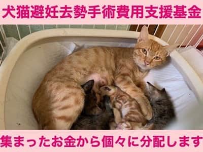 中原絵梨奈のインスタグラム：「◇犬猫避妊去勢手術基金開設◇  保護犬猫活動において 避妊去勢手術は最も有効な活動の一つです。  可哀想な命を、目の前の助けを求める命を 一個人が手を差し伸べることにもお金や時間に限界が生じます。  全ての命は救えない。  なら、助けを求める命を増やさない。 保健所に収容される命を限りなく減らすには 今すでに溢れかえる保護犬猫たちを 増やさない。  その為の活動を個人で行っている方々はたくさんいます。  一個人が大規模シェルターを抱えるより その地域に住み個々が関心を持ち行動することこそ 先の長い、未来に繋がる活動になるのではないか。  そう考え、今までシェルターの家計を圧迫してきた一番重要な 避妊去勢手術の活動継続のため 基金を立ち上げます。  集まったお金から個々に活動する宮古島の方々に分配いたします。  ご理解とご協力をよろしくお願いいたします。 . . . https://savetheanimals.stores.jp  継続的なサポートをよろしくお願いします🙇‍♀️」