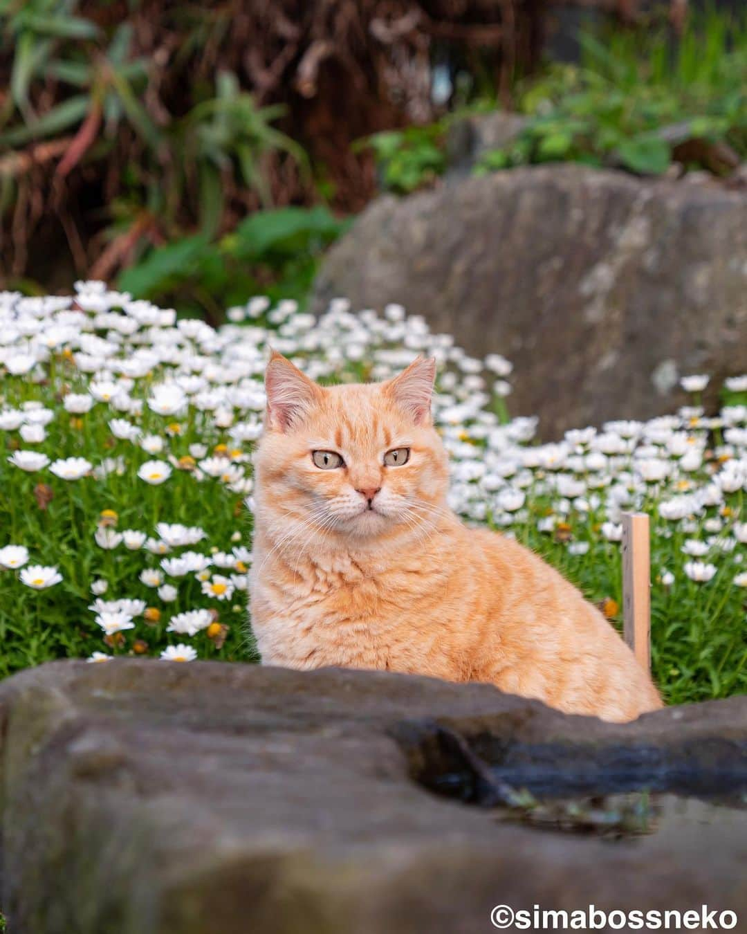 simabossnekoさんのインスタグラム写真 - (simabossnekoInstagram)「・ 花が似合いますにゃ😸🌸 Flowers look good on Sachi❣️ Swipeしてね←←🐾  4枚目の投稿は動画です。 The 4th posts are videos.  〜お知らせ〜 GW期間中、大分県の深島にて@p_nyanco22 と共に"深島ねこツアー"を行います。  ☆深島に暮らすにゃんこさん達を紹介しながら、島をめぐりご案内します☆  ねこツアーのご予約・お問い合わせ等については 『でぃーぷまりん深島』まで 公式サイト: https://fukashima.com  予約フォームURL:  https://deepmarine.booking.chillnn.com  公式サイトは、 @deepmarine33 のプロフィールリンクからもご覧いただけます。 （ご来島の際は必ず上記、でぃーぷまりん深島の公式サイトをご確認ください。）  🏝ねこツアーのほかに体験できるアクティビティ…みそ玉づくりワークショップ  ◎GW期間中、島への定期船は予約制となります。  乗船予約、運航状況など定期船については 佐伯市 蒲江・深島航路事務所までお問い合わせください。 TEL: 0972-42-1188  Instagram @kamaekouro  蒲江・深島航路 市営定期船『えばあぐりいん』 ●佐伯市蒲江大字蒲江浦 3283-2 離島への専用駐車場・待合室 🅿️🚻有  ●定期船運行時間 蒲江港発→深島(行き) 朝便　8:00→8:32 昼便　11:50→12:22 夕便　16:00→16:32  深島発→蒲江港(帰り) 朝便　8:38→9:10 昼便　12:28→13:00 夕便　16:38→17:10  ※予約をされていても、深島へ向かう定期船は、悪天候、大波にて急な運休がございます。その際は何卒ご了承くださいませ。  I'm holding the cat tour guide  until May 7th in Fukashima, Oita Prefecture, where I'm photographing cats.  ☆ We will guide you around the island while introducing the cats living in Fukashima ☆  ※ All guide explanations are in Japanese.   For reservations and inquiries about cat tours To "Deep Marine Fukushima" Official website: https://fukashima.com  Reservation form URL: https://deepmarine.booking.chillnn.com  ※The site is also written in Japanese.  The official website is You can also view it from @deepmarine33's profile link.  (Please be sure to check the official website of Deep Marine Fukushima above when visiting the island.)   Please come and visit us.  ・ ・ #しまねこ #島猫 #ねこ #にゃんすたぐらむ #猫写真 #cats_of_world #catloversclub #pleasantcats #catstagram #meowed #ig_japan #lumixg9」5月3日 8時12分 - simabossneko