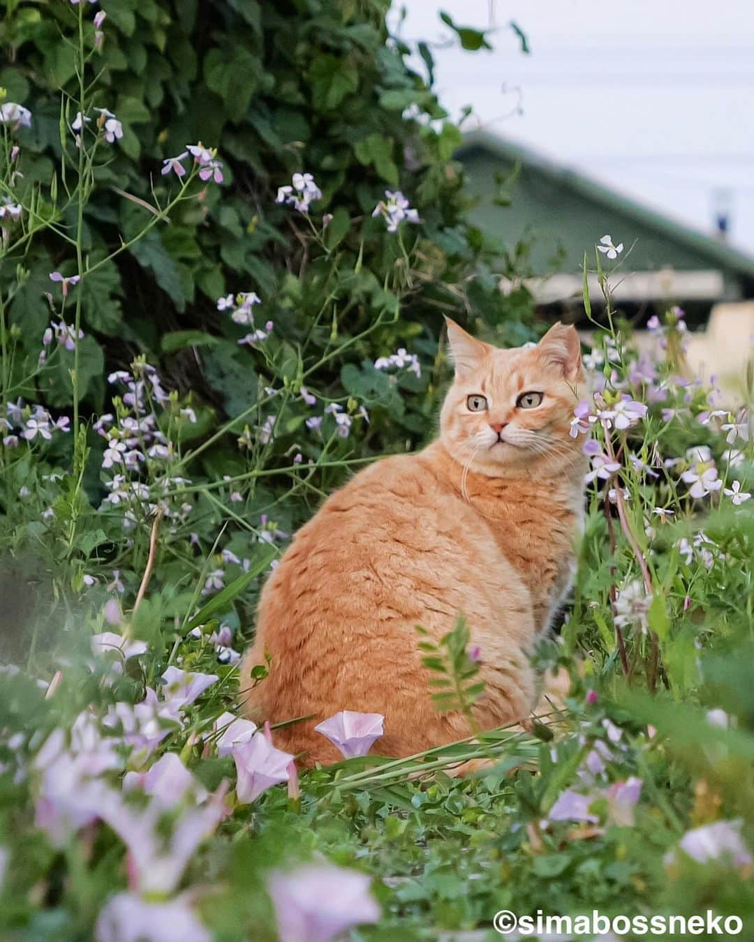 simabossnekoさんのインスタグラム写真 - (simabossnekoInstagram)「・ 花が似合いますにゃ😸🌸 Flowers look good on Sachi❣️ Swipeしてね←←🐾  4枚目の投稿は動画です。 The 4th posts are videos.  〜お知らせ〜 GW期間中、大分県の深島にて@p_nyanco22 と共に"深島ねこツアー"を行います。  ☆深島に暮らすにゃんこさん達を紹介しながら、島をめぐりご案内します☆  ねこツアーのご予約・お問い合わせ等については 『でぃーぷまりん深島』まで 公式サイト: https://fukashima.com  予約フォームURL:  https://deepmarine.booking.chillnn.com  公式サイトは、 @deepmarine33 のプロフィールリンクからもご覧いただけます。 （ご来島の際は必ず上記、でぃーぷまりん深島の公式サイトをご確認ください。）  🏝ねこツアーのほかに体験できるアクティビティ…みそ玉づくりワークショップ  ◎GW期間中、島への定期船は予約制となります。  乗船予約、運航状況など定期船については 佐伯市 蒲江・深島航路事務所までお問い合わせください。 TEL: 0972-42-1188  Instagram @kamaekouro  蒲江・深島航路 市営定期船『えばあぐりいん』 ●佐伯市蒲江大字蒲江浦 3283-2 離島への専用駐車場・待合室 🅿️🚻有  ●定期船運行時間 蒲江港発→深島(行き) 朝便　8:00→8:32 昼便　11:50→12:22 夕便　16:00→16:32  深島発→蒲江港(帰り) 朝便　8:38→9:10 昼便　12:28→13:00 夕便　16:38→17:10  ※予約をされていても、深島へ向かう定期船は、悪天候、大波にて急な運休がございます。その際は何卒ご了承くださいませ。  I'm holding the cat tour guide  until May 7th in Fukashima, Oita Prefecture, where I'm photographing cats.  ☆ We will guide you around the island while introducing the cats living in Fukashima ☆  ※ All guide explanations are in Japanese.   For reservations and inquiries about cat tours To "Deep Marine Fukushima" Official website: https://fukashima.com  Reservation form URL: https://deepmarine.booking.chillnn.com  ※The site is also written in Japanese.  The official website is You can also view it from @deepmarine33's profile link.  (Please be sure to check the official website of Deep Marine Fukushima above when visiting the island.)   Please come and visit us.  ・ ・ #しまねこ #島猫 #ねこ #にゃんすたぐらむ #猫写真 #cats_of_world #catloversclub #pleasantcats #catstagram #meowed #ig_japan #lumixg9」5月3日 8時12分 - simabossneko