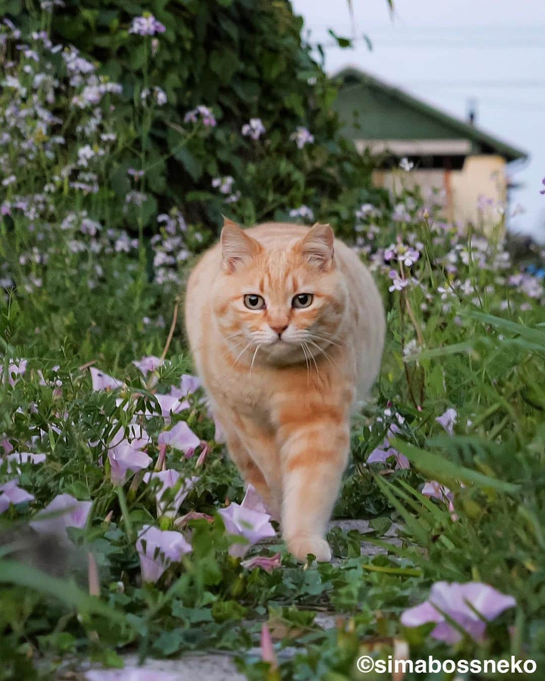 simabossnekoさんのインスタグラム写真 - (simabossnekoInstagram)「・ 花が似合いますにゃ😸🌸 Flowers look good on Sachi❣️ Swipeしてね←←🐾  4枚目の投稿は動画です。 The 4th posts are videos.  〜お知らせ〜 GW期間中、大分県の深島にて@p_nyanco22 と共に"深島ねこツアー"を行います。  ☆深島に暮らすにゃんこさん達を紹介しながら、島をめぐりご案内します☆  ねこツアーのご予約・お問い合わせ等については 『でぃーぷまりん深島』まで 公式サイト: https://fukashima.com  予約フォームURL:  https://deepmarine.booking.chillnn.com  公式サイトは、 @deepmarine33 のプロフィールリンクからもご覧いただけます。 （ご来島の際は必ず上記、でぃーぷまりん深島の公式サイトをご確認ください。）  🏝ねこツアーのほかに体験できるアクティビティ…みそ玉づくりワークショップ  ◎GW期間中、島への定期船は予約制となります。  乗船予約、運航状況など定期船については 佐伯市 蒲江・深島航路事務所までお問い合わせください。 TEL: 0972-42-1188  Instagram @kamaekouro  蒲江・深島航路 市営定期船『えばあぐりいん』 ●佐伯市蒲江大字蒲江浦 3283-2 離島への専用駐車場・待合室 🅿️🚻有  ●定期船運行時間 蒲江港発→深島(行き) 朝便　8:00→8:32 昼便　11:50→12:22 夕便　16:00→16:32  深島発→蒲江港(帰り) 朝便　8:38→9:10 昼便　12:28→13:00 夕便　16:38→17:10  ※予約をされていても、深島へ向かう定期船は、悪天候、大波にて急な運休がございます。その際は何卒ご了承くださいませ。  I'm holding the cat tour guide  until May 7th in Fukashima, Oita Prefecture, where I'm photographing cats.  ☆ We will guide you around the island while introducing the cats living in Fukashima ☆  ※ All guide explanations are in Japanese.   For reservations and inquiries about cat tours To "Deep Marine Fukushima" Official website: https://fukashima.com  Reservation form URL: https://deepmarine.booking.chillnn.com  ※The site is also written in Japanese.  The official website is You can also view it from @deepmarine33's profile link.  (Please be sure to check the official website of Deep Marine Fukushima above when visiting the island.)   Please come and visit us.  ・ ・ #しまねこ #島猫 #ねこ #にゃんすたぐらむ #猫写真 #cats_of_world #catloversclub #pleasantcats #catstagram #meowed #ig_japan #lumixg9」5月3日 8時12分 - simabossneko