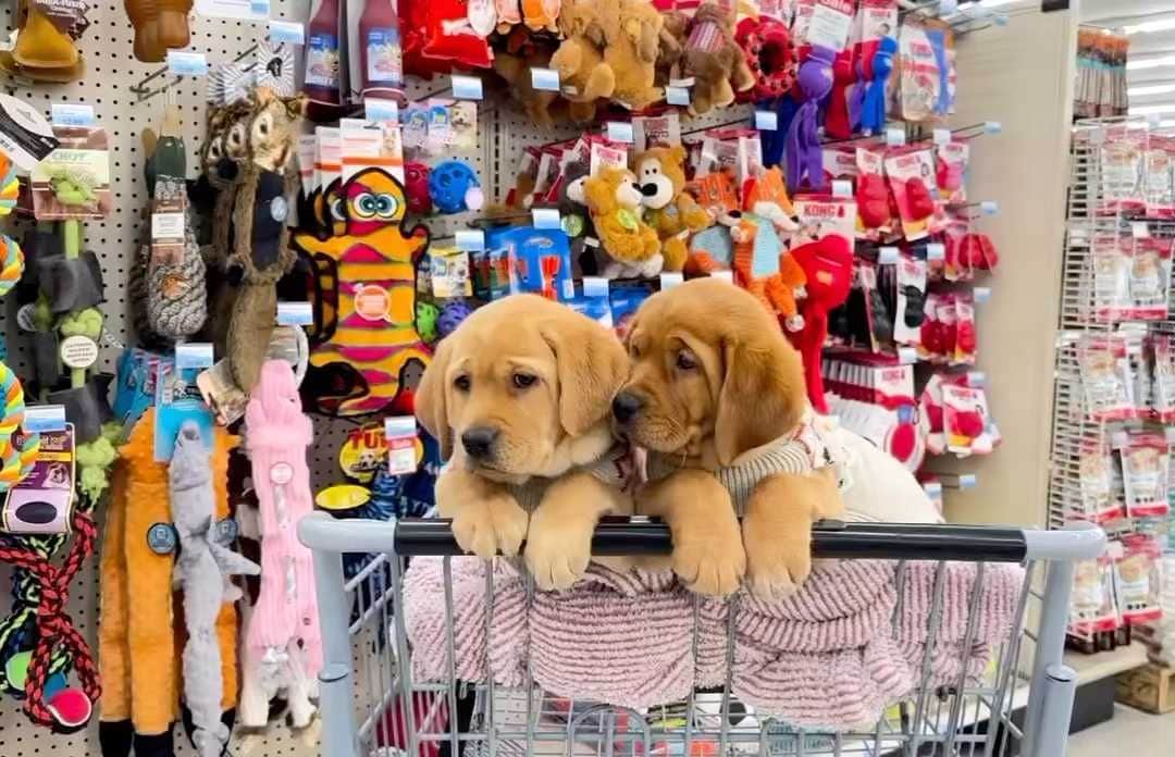 World of Labradors!のインスタグラム：「The best things in life come in pairs. 🐶🐶❤️ Exploring the world one aisle at a time! - @ironhillretrievers」