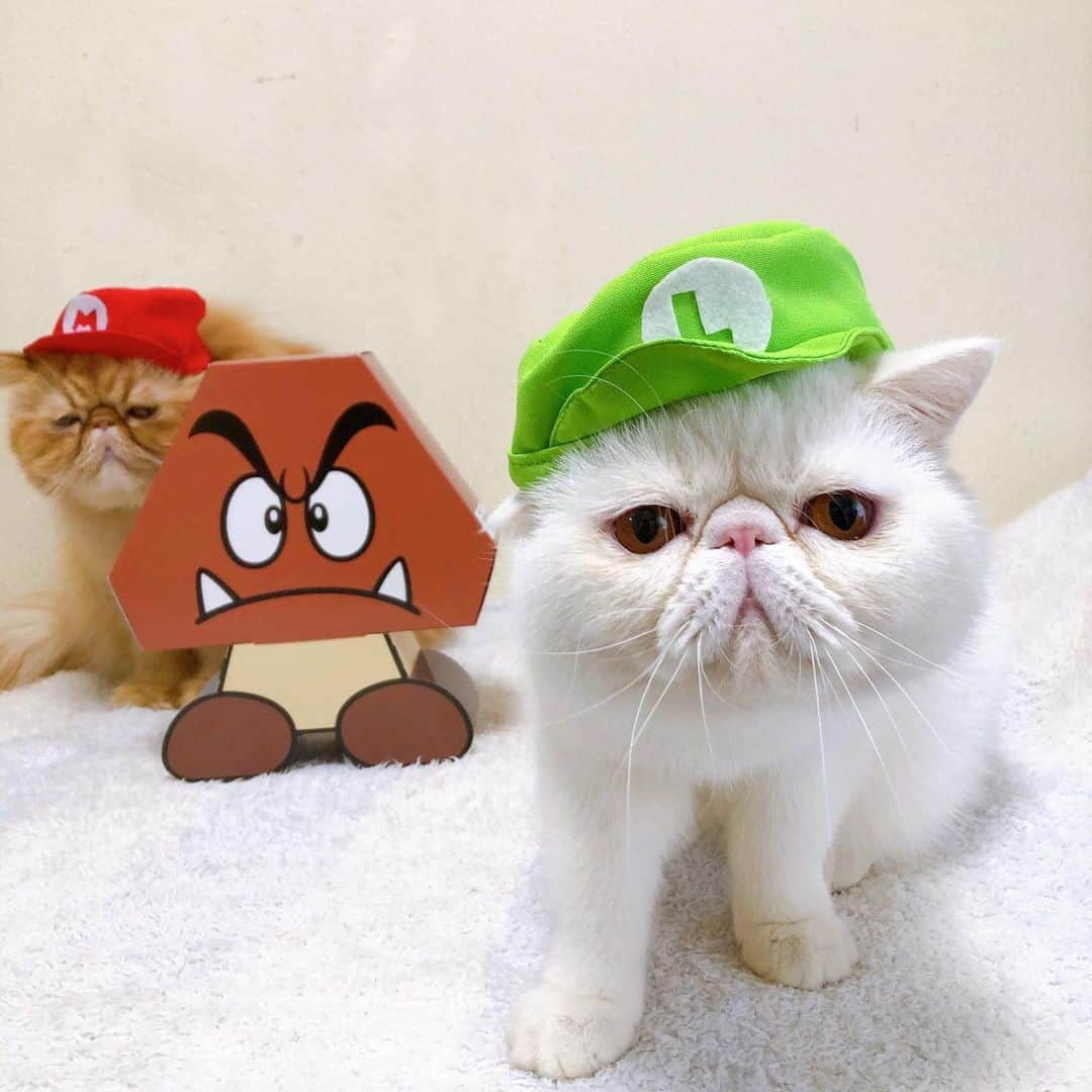 女将のインスタグラム：「Bun&Ulu  マリオの映画観に行きたい！  #映画館は1番後ろ派 #ポップコーンは塩一択  #ザスーパーマリオブラザーズムービー #きな粉餅部屋#ねこ#ilovecats」