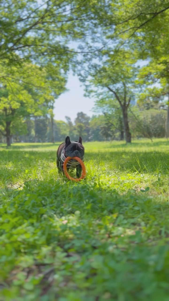 Turbo_dad フレブルのターボのインスタグラム：「Holiday Breakfast   #french #frenchbulldog #frenchie #frenchbulldogsofinstagram #frenchbulldoglife #frenchielife #buhi #フレンチブルドッグ #フレブル #フレブルのいる生活 #フレブルのいる暮らし #フレンチブルドッグのいる生活 #フレブルブリンドル #ブヒ #park #coffee #breakfast #朝ごはん #モーニング」