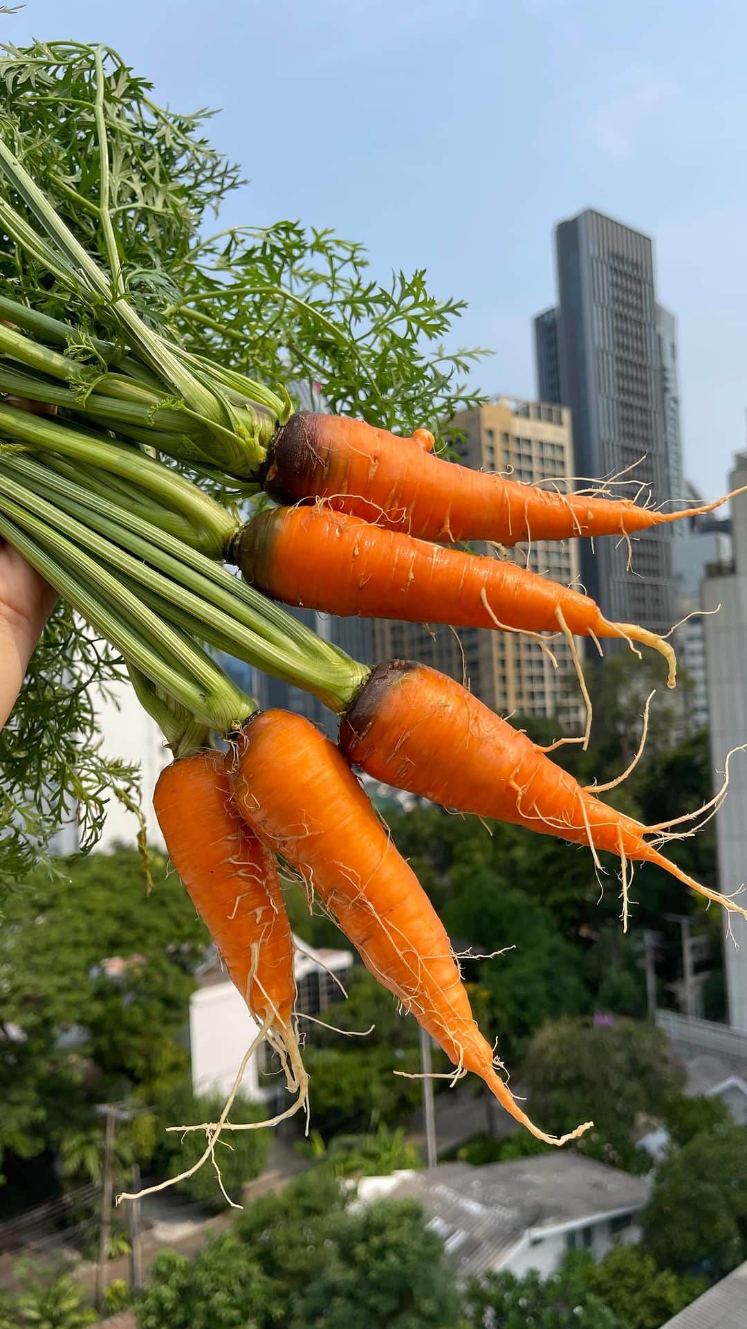 Amata Chittaseneeのインスタグラム：「Sharing is caring 🥕🐎 Freshly Picked Organic Carrots for you Shorty 🤎 He’s my brother’s baby boy @phammhee @itspinkishpink @filoandspec @9atsadon #pearypieskygarden」