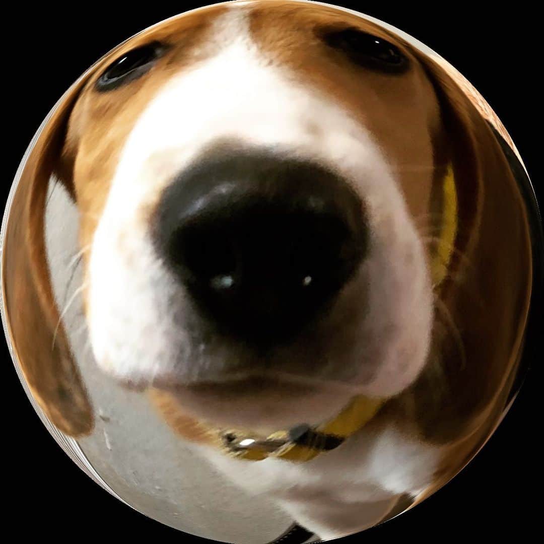 スティーヴン★スピルハンバーグさんのインスタグラム写真 - (スティーヴン★スピルハンバーグInstagram)「日常4コマーぬと 既存の画像を魚眼レンズアプリで編集できる事に気づいて、幼き亀寅を鼻を中心にして加工したら理想に近づくかもって思ったけど、やっぱり何か思ってたんと違うってなったから、胸板を中心に加工して楽しむいぬかわいい。  寅からの亀  #4コマ#パンダと犬#犬かわいい#犬#ビーグル#スティーヴンスピルハンバーグ」5月3日 10時09分 - steven_spielhamburg