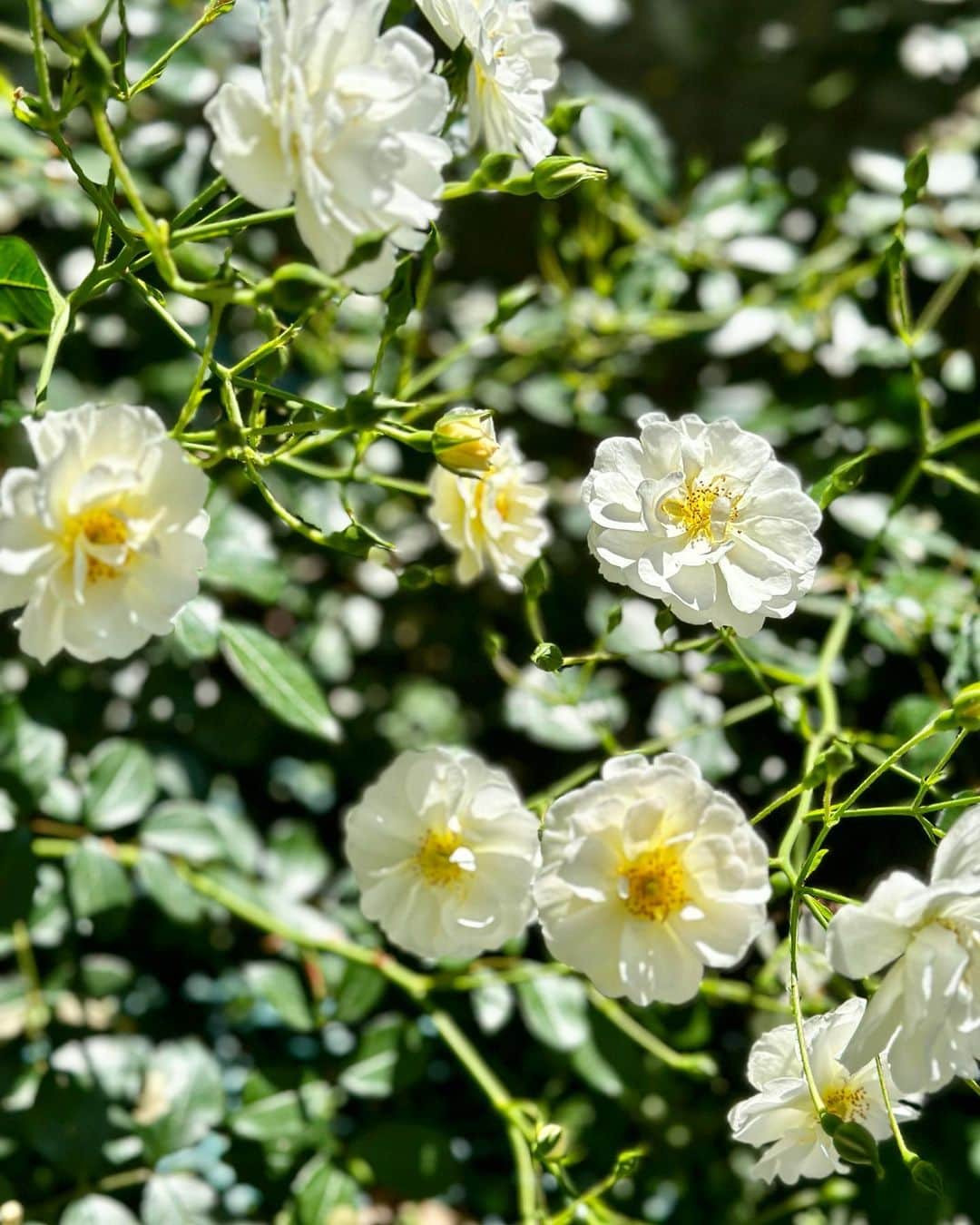 山崎陽子のインスタグラム：「五月 オットが世話する薔薇が早くも満開に。 #シュネーケニギン #20歳を迎えた薔薇 名古屋でのお話し会にいらしてくださった皆さん、ありがとうございました❤︎2回とも楽しくてうれしい会でした。  来週は5/12〜14、岡山「染と織たかはし」さんへ参ります。少人数でテーブルを囲む、茶話会のような雰囲気にしたいと思います。お話し会ご予約は↓より。 @okimono_takahashi  楽しみにいたしております✳︎」