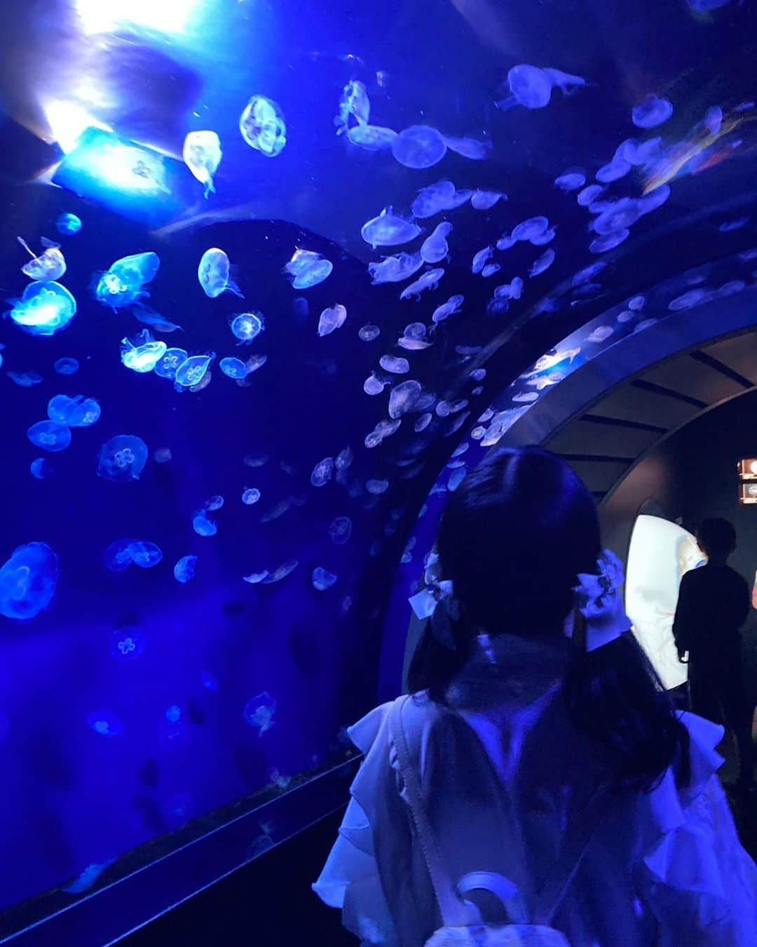 のインスタグラム：「°･🐠  ‪‪❤︎‬ ‪‪❤︎‬ ‪‪❤︎‬  #水族館  #すいぞくかん  #水族館デート  #水族館好き  #水族館コーデ  #すいぞくかん🐠  #ツインテール  #ツインテールアレンジ  #ツインテールは正義  #白  #白コーデ  #後ろ姿  #お魚  #魚  #おさかな  #さかな  #くらげ  #クラゲ  #海月  #動かない前髪  #友達  #ともだち  #お友達  #おともだち  #おともだちとでーと」