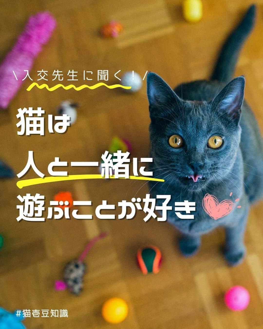 猫壱（ねこいち•ネコイチ）さんのインスタグラム写真 - (猫壱（ねこいち•ネコイチ）Instagram)「獣医師で米国獣医行動学専門医でもある入交先生に聞く！  猫は人とあそぶことが大好き❤︎❤︎ 人間が猫の【遊んで！】に応えるヒントを教えて頂きました🤲   :::::::::#猫壱 :::::::  猫壱は\猫が幸せ、私も幸せ/をモットーに猫グッズの開発に取り組んでいます♪ ▫ 気になる方は @necoichicojp をチェックしてみてくださいね！ ▫  ................................................  #猫壱豆知識#猫壱#necoichi#豆知識#獣医監修#獣医師 #ねこと暮らす #猫の幸せ」5月3日 19時57分 - necoichicojp