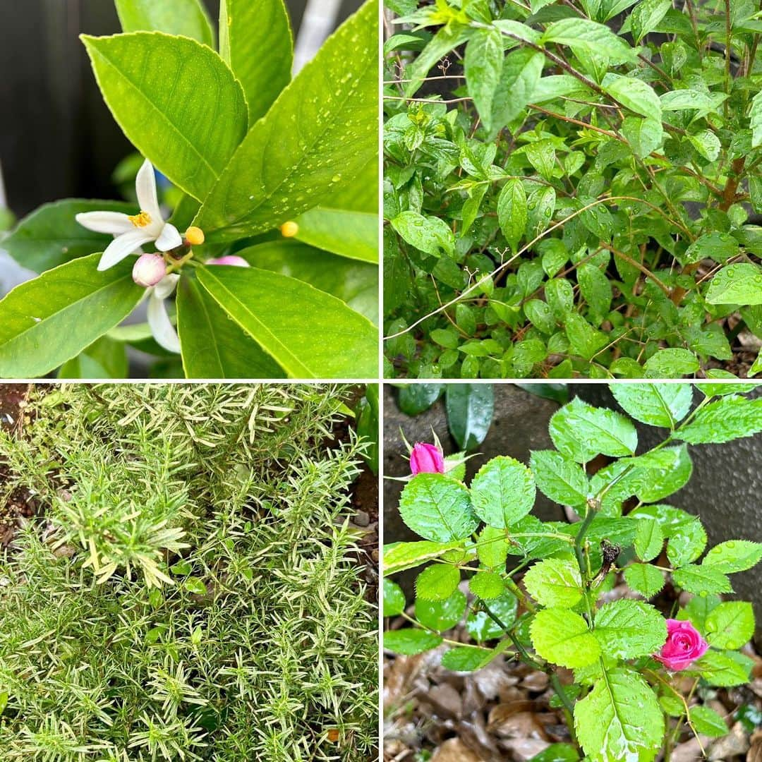 土屋眞弓さんのインスタグラム写真 - (土屋眞弓Instagram)「レモンの花が咲きました 🍋 2年前の母の日に娘から送られて、庭の一番陽当たりの良い場所に植えた子が初めて花を咲かせました❣️ 今年は実がなるかなぁ🍋 庭は今ジャングルみたいになってます😅 紫式部も毎年大きくなっていて、紫色の実を沢山付けてくれるし、奇跡の薔薇も今二つの花が咲きました🌹🌹 ローズマリーは雑草の如く伸び放題 写真にはないけれどセージもラベンダーも元気に育ってます🪻 今年ミモザは少ししか花をつけなかったので期待外れ 来年はたくさん花を咲かせてほしい  レモン楽しみ🍋🍋🍋  #lemon  #rose  #rosemary  #紫式部 #gardening」5月3日 20時08分 - mayumi.vivian