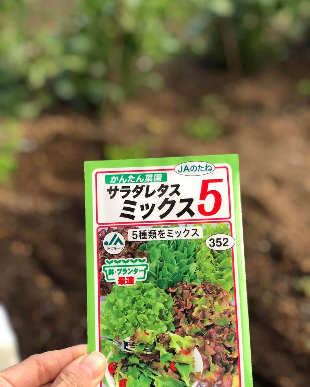 佐藤弥生さんのインスタグラム写真 - (佐藤弥生Instagram)「👩‍🌾 昨日、お庭の空豆を収穫しました♪ 🥬初挑戦のミックスレタス😆は 3/30に種まき 🌱小さかった芽が今ではこんなに大きくなりました〜😋 ベビーリーフはシャキッとしてるけど柔らかく、美味しく育ってくれてます♪ 2列作ってるけど、食べ切れるかしら🤣 🫛空豆は今年で4回目⁉︎（11月に種をまき父が冬も手をかけ大切に育てました） ちょっと小ぶりだけど早い時期に採れました🙆‍♀️ すっごく味が濃くて美味しいの♪ 間引き、摘芯、連作...まだまだ勉強中です🤔 父は大仕事が終わり、やっとお庭に戻れそう💪 次はトマト🍅です♪ #家庭菜園#無農薬栽培#無農薬野菜#オーガニック栽培#やよいの庭#レタスミックス栽培#空豆栽培」5月3日 20時21分 - yayoyayo_s