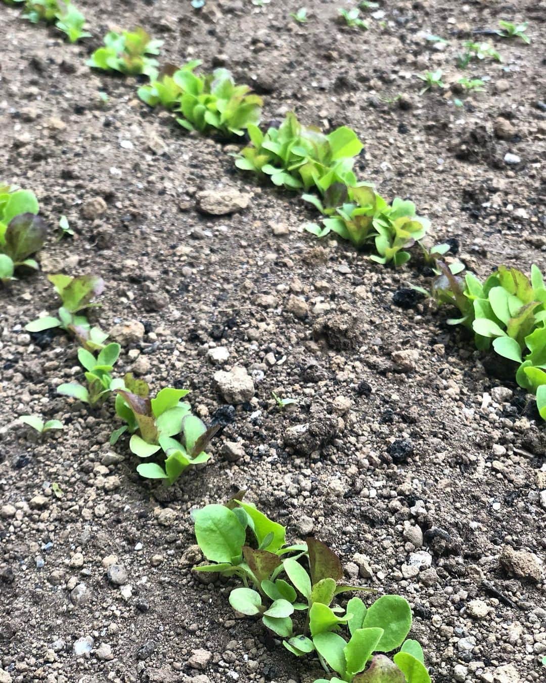 佐藤弥生さんのインスタグラム写真 - (佐藤弥生Instagram)「👩‍🌾 昨日、お庭の空豆を収穫しました♪ 🥬初挑戦のミックスレタス😆は 3/30に種まき 🌱小さかった芽が今ではこんなに大きくなりました〜😋 ベビーリーフはシャキッとしてるけど柔らかく、美味しく育ってくれてます♪ 2列作ってるけど、食べ切れるかしら🤣 🫛空豆は今年で4回目⁉︎（11月に種をまき父が冬も手をかけ大切に育てました） ちょっと小ぶりだけど早い時期に採れました🙆‍♀️ すっごく味が濃くて美味しいの♪ 間引き、摘芯、連作...まだまだ勉強中です🤔 父は大仕事が終わり、やっとお庭に戻れそう💪 次はトマト🍅です♪ #家庭菜園#無農薬栽培#無農薬野菜#オーガニック栽培#やよいの庭#レタスミックス栽培#空豆栽培」5月3日 20時21分 - yayoyayo_s