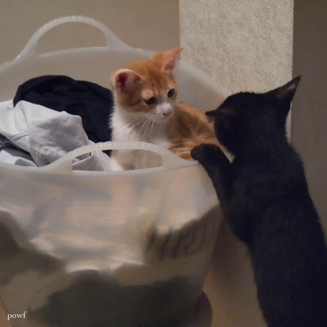 anemone_69さんのインスタグラム写真 - (anemone_69Instagram)「🐈🐈‍⬛ . なかよしだった頃w . 今もこの洗濯カゴ代わりの #タブトラッグス は健在です。 . . #ハカセとキョウジュ #cat #猫 #保護猫 . . .」5月3日 20時33分 - powf